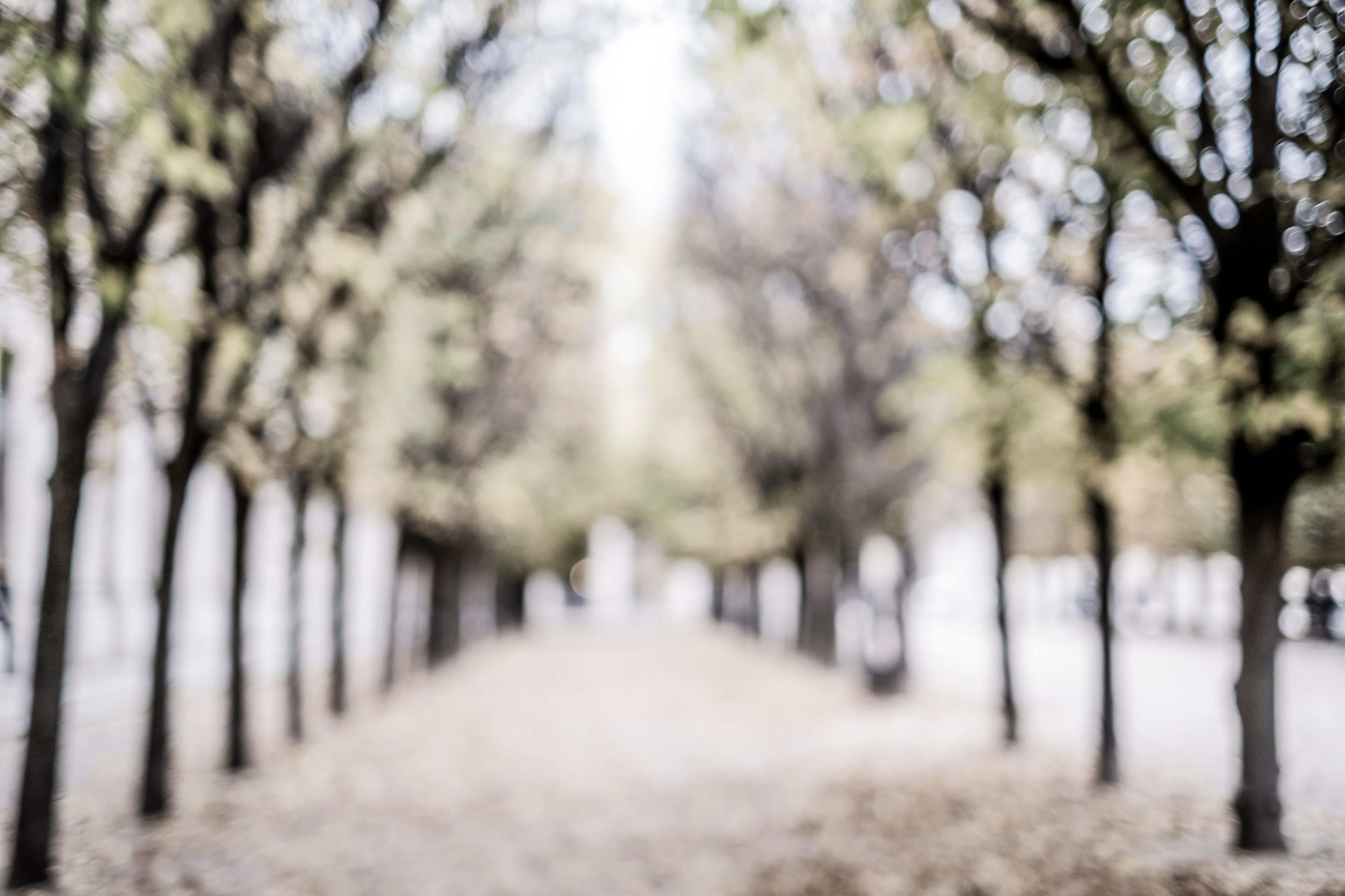 Color Photograph Bianca Wellwood - Arbres de Paris en automne