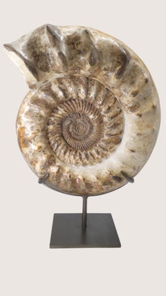 Big ammonite (46cm) : Kranaosphinctes. From Madagascar, -160 Millions years