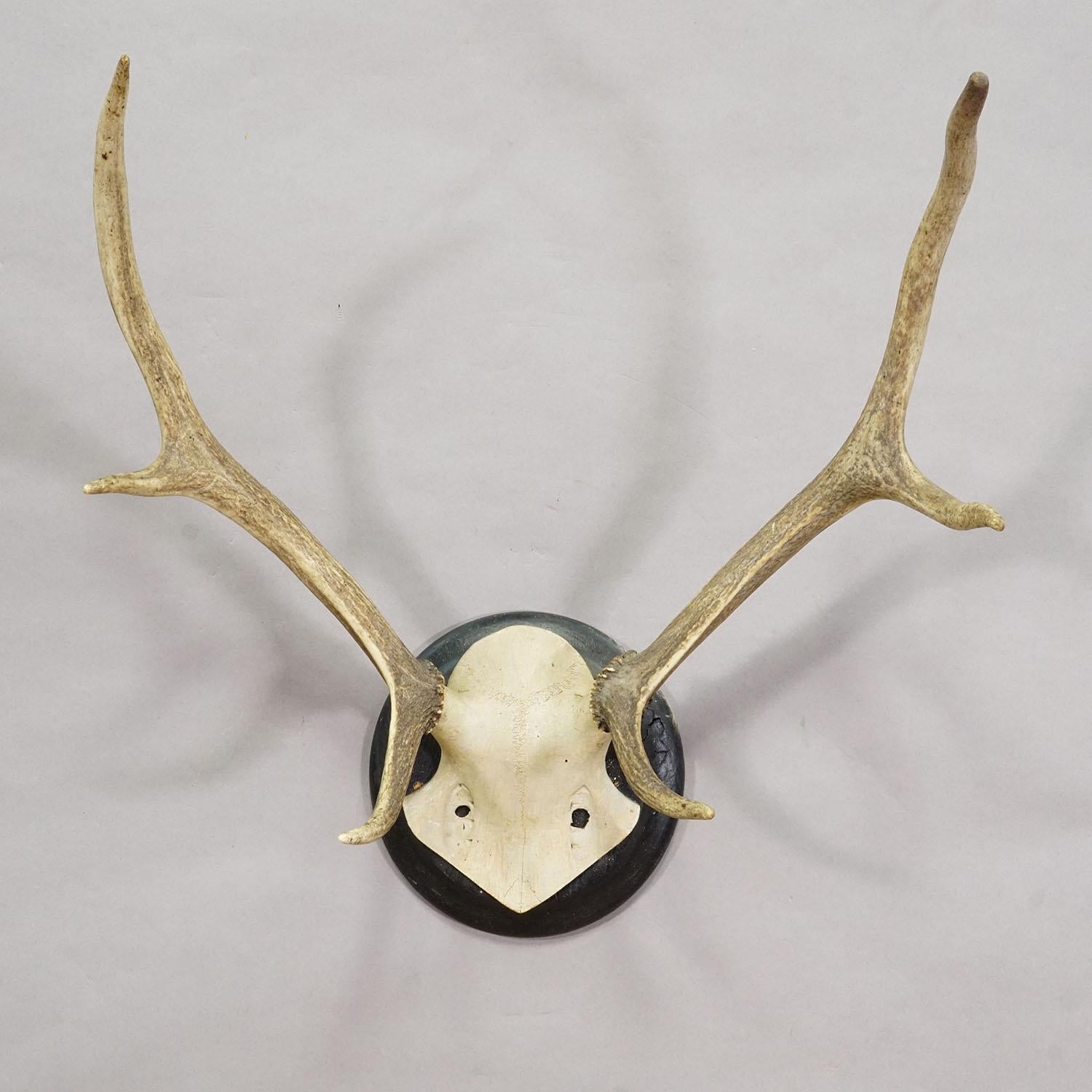 Big Black Forest Red Deer Trophy on Turned Plaque, Germany 1900s

A great 6 pointer antique red deer (Cervus elaphus) trophy on a wooden turned plaque with black finish. The trophy was shot arround 1900s in Germany. Good condition.

Trophies are