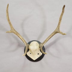 Big Black Forest Red Deer Trophy on Turned Plaque, Germany 1900s