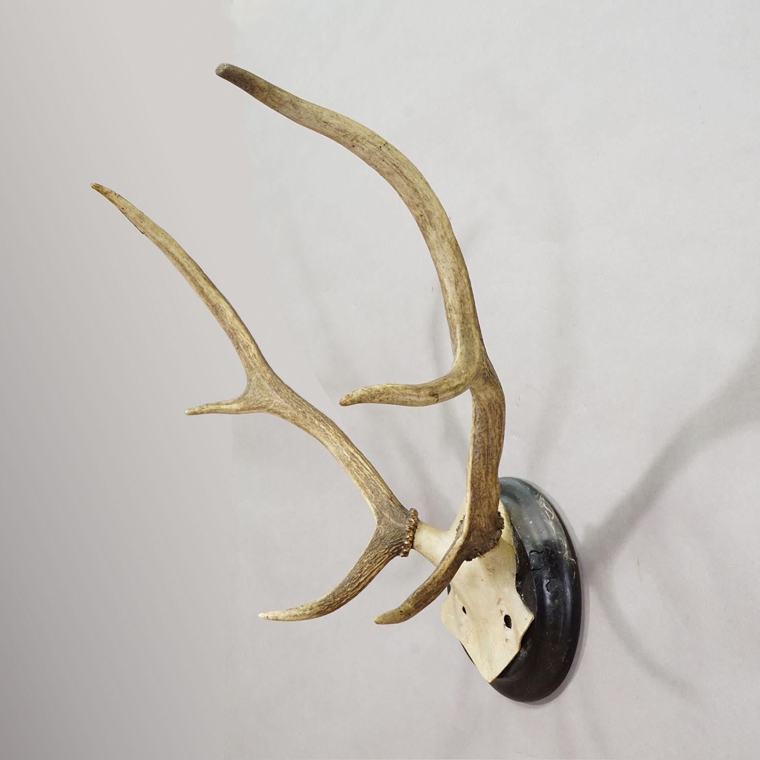 Big Black Forest Red Deer Trophy on Turned Plaque, Germany 1900s In Good Condition For Sale In Berghuelen, DE