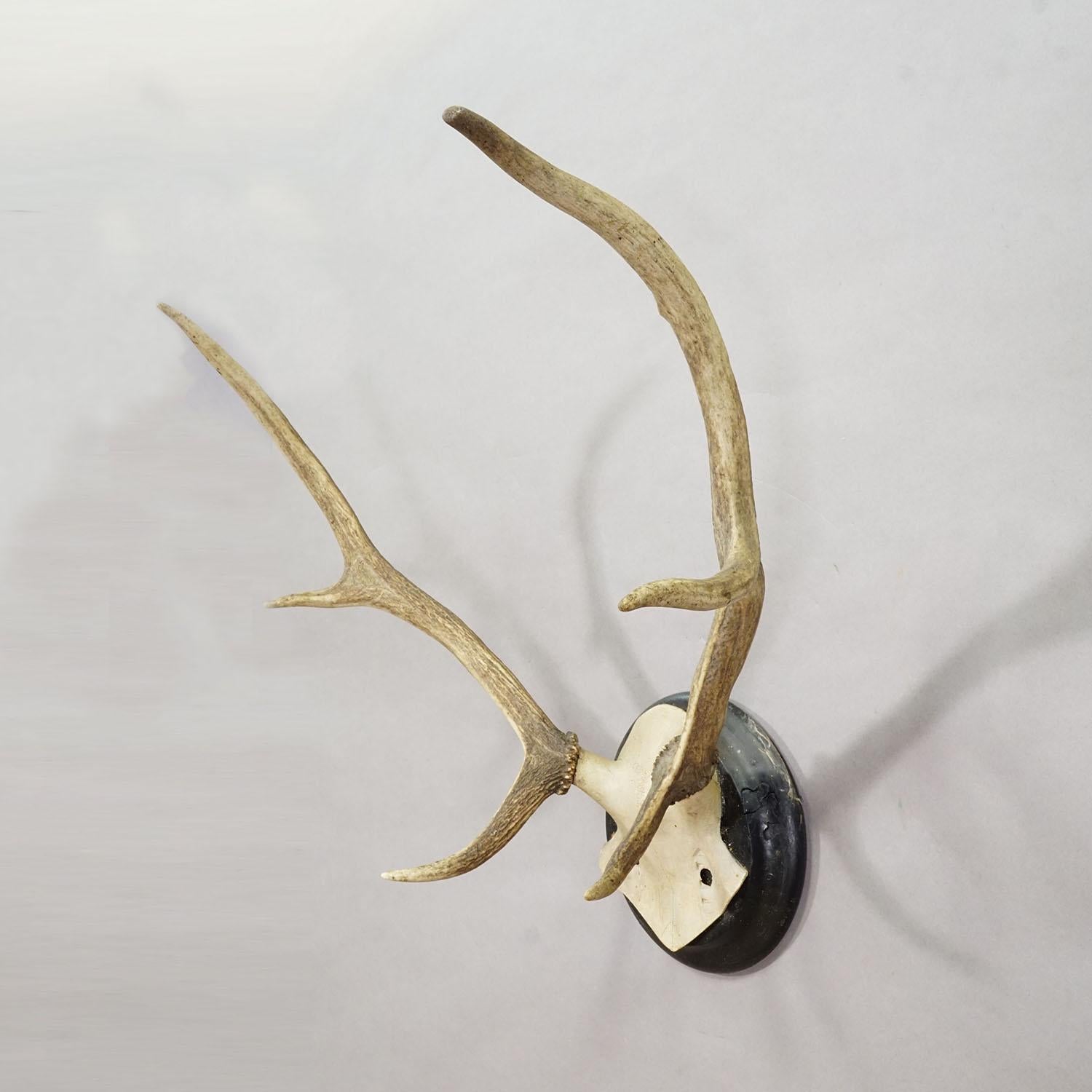 20th Century Big Black Forest Red Deer Trophy on Turned Plaque, Germany 1900s For Sale