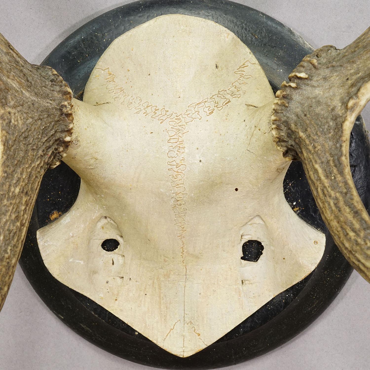 Antler Big Black Forest Red Deer Trophy on Turned Plaque, Germany 1900s For Sale