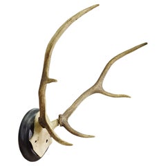 Antique Big Black Forest Red Deer Trophy on Turned Plaque, Germany 1900s