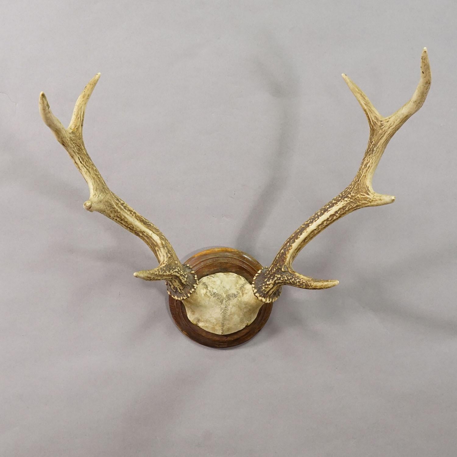 Große Schwarzwälder Rotwildtrophäe auf gedrechselter Platte - Deutschland 1930

Eine große 8-Zeiger-Rothirschtrophäe (Cervus elaphus) aus Deutschland, erlegt um 1930. Das große Geweih ist auf einer gedrechselten Wandtafel aus Holz mit brauner