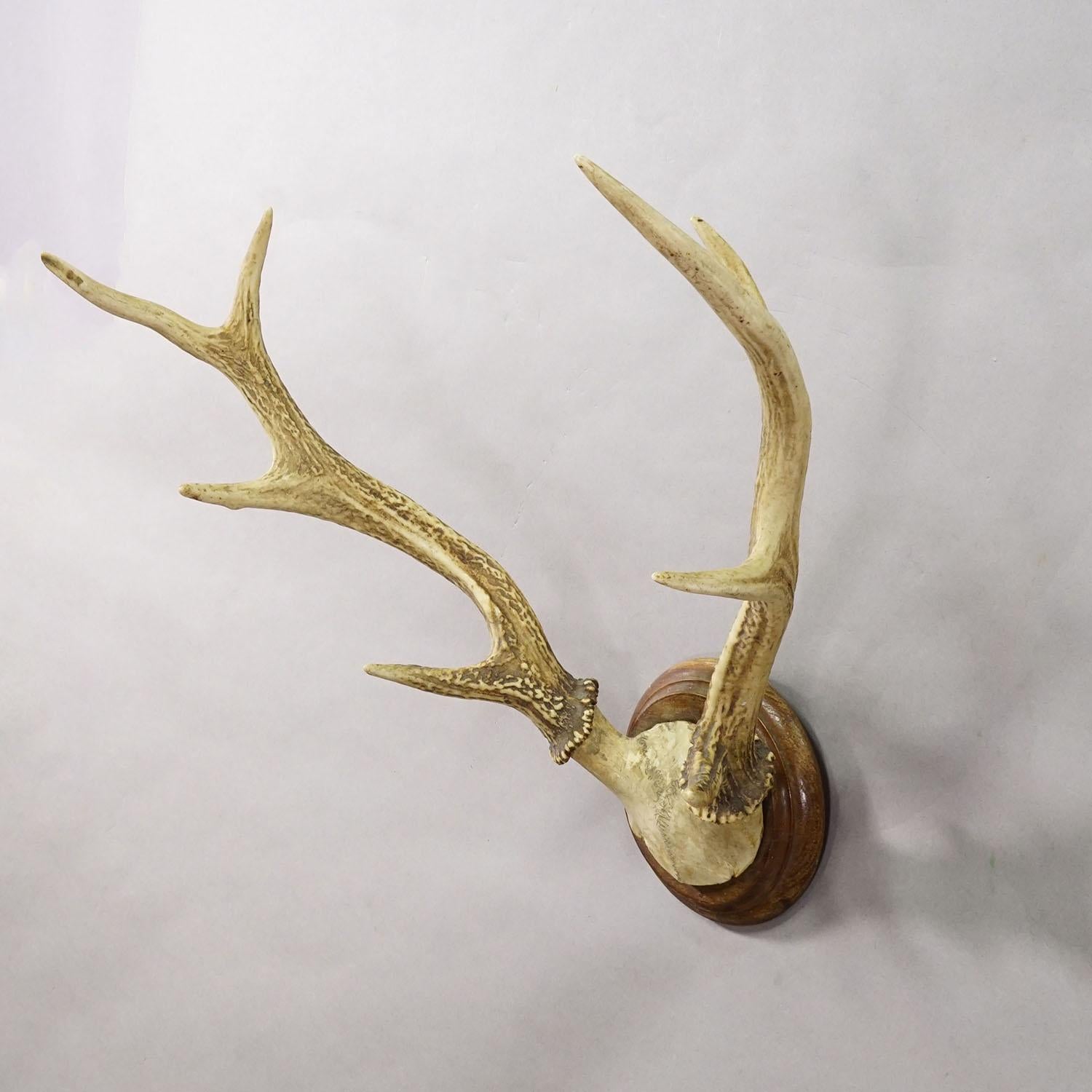 Große Schwarzwälder Rotwildtrophäe auf gedrechselter Platte - Deutschland 1930 (Schwarzwald) im Angebot