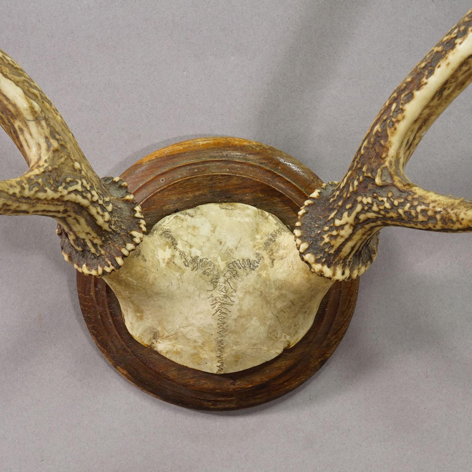 Große Schwarzwälder Rotwildtrophäe auf gedrechselter Platte - Deutschland 1930 im Zustand „Gut“ im Angebot in Berghuelen, DE