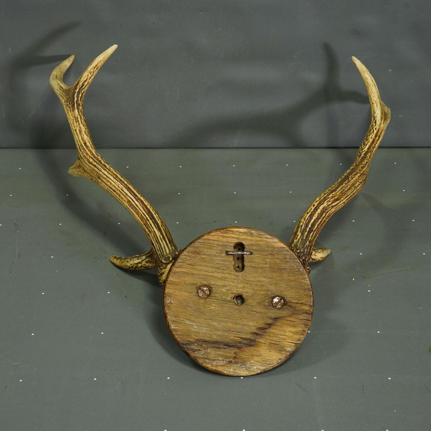 Große Schwarzwälder Rotwildtrophäe auf gedrechselter Platte - Deutschland 1930 (Mitte des 20. Jahrhunderts) im Angebot