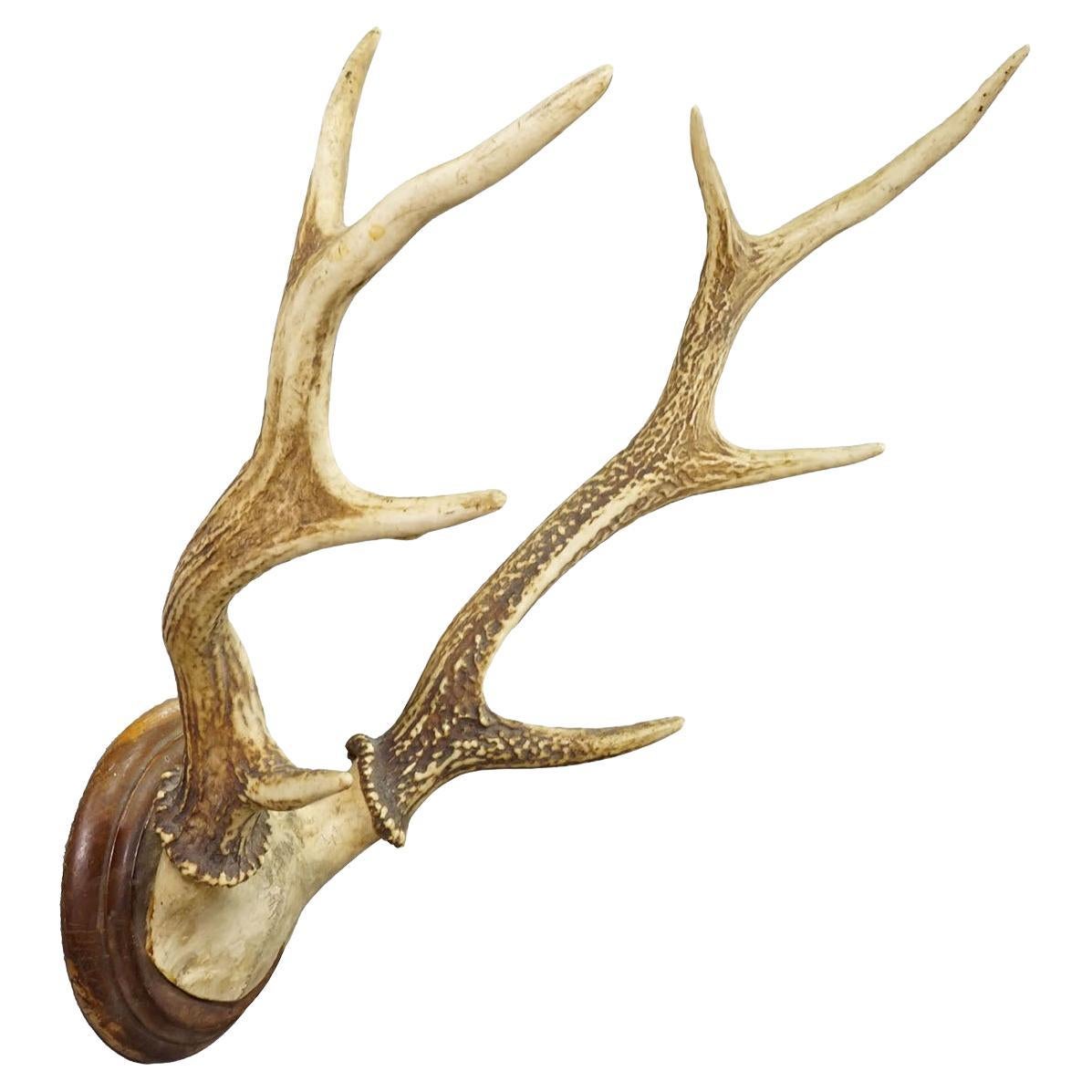 Trophée de cerf rouge Bigli Black Forest sur plaque tournée - Allemagne 1930