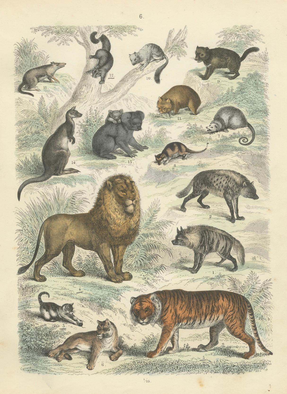 Großkatzen & Beuteltiere Druck: Löwe, Tiger, Känguru - Antike 1867 im Angebot 4