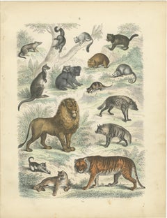 Big Cats & Marsupials Print: Lion, Tiger, Kangaroo – Antique 1867