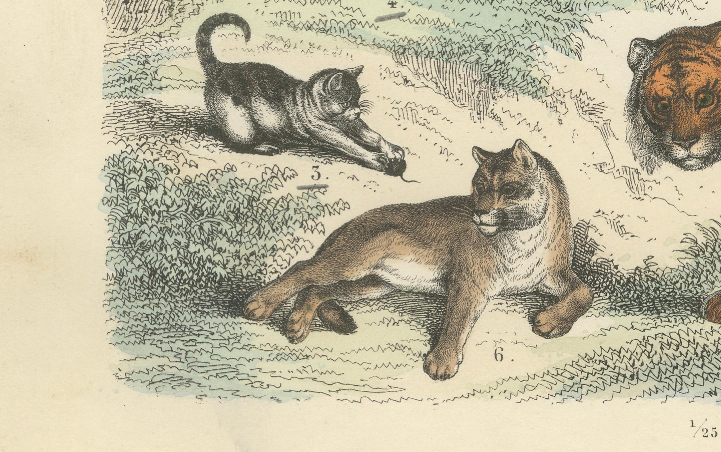 Großkatzen & Beuteltiere Druck: Löwe, Tiger, Känguru - Antike 1867 (Deutsch) im Angebot