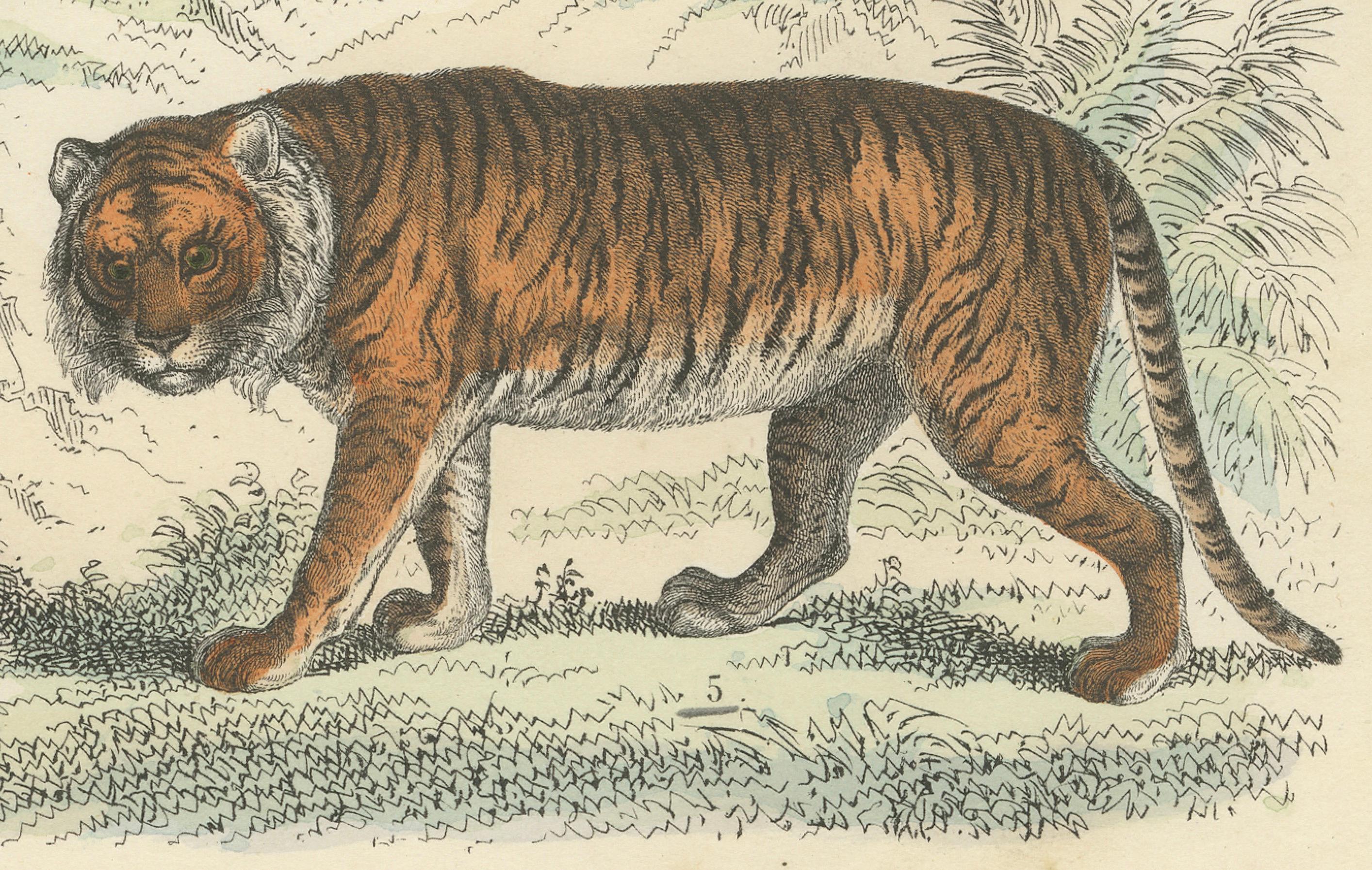 Großkatzen & Beuteltiere Druck: Löwe, Tiger, Känguru - Antike 1867 im Zustand „Gut“ im Angebot in Langweer, NL