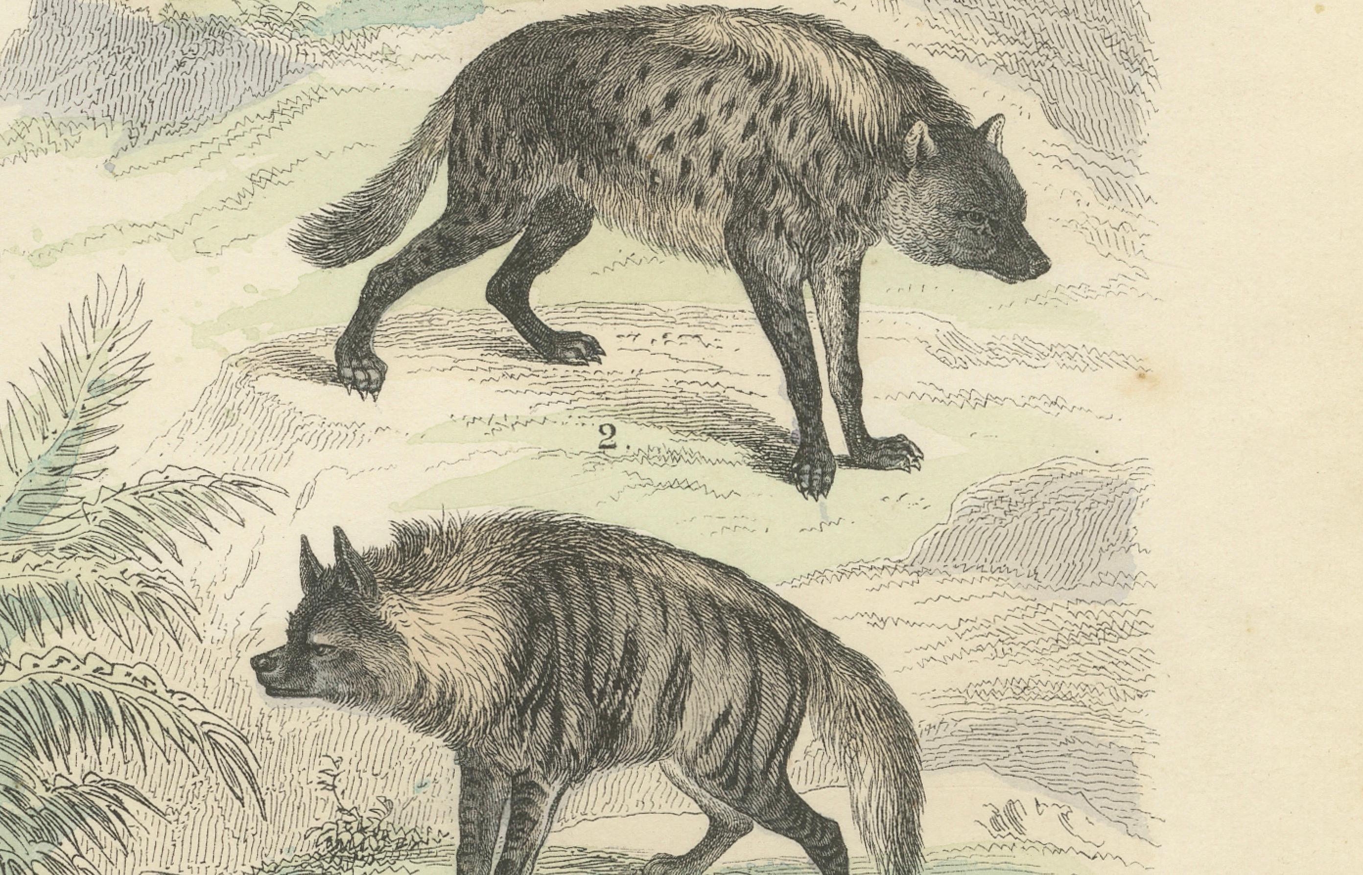 Großkatzen & Beuteltiere Druck: Löwe, Tiger, Känguru - Antike 1867 (Mittleres 19. Jahrhundert) im Angebot
