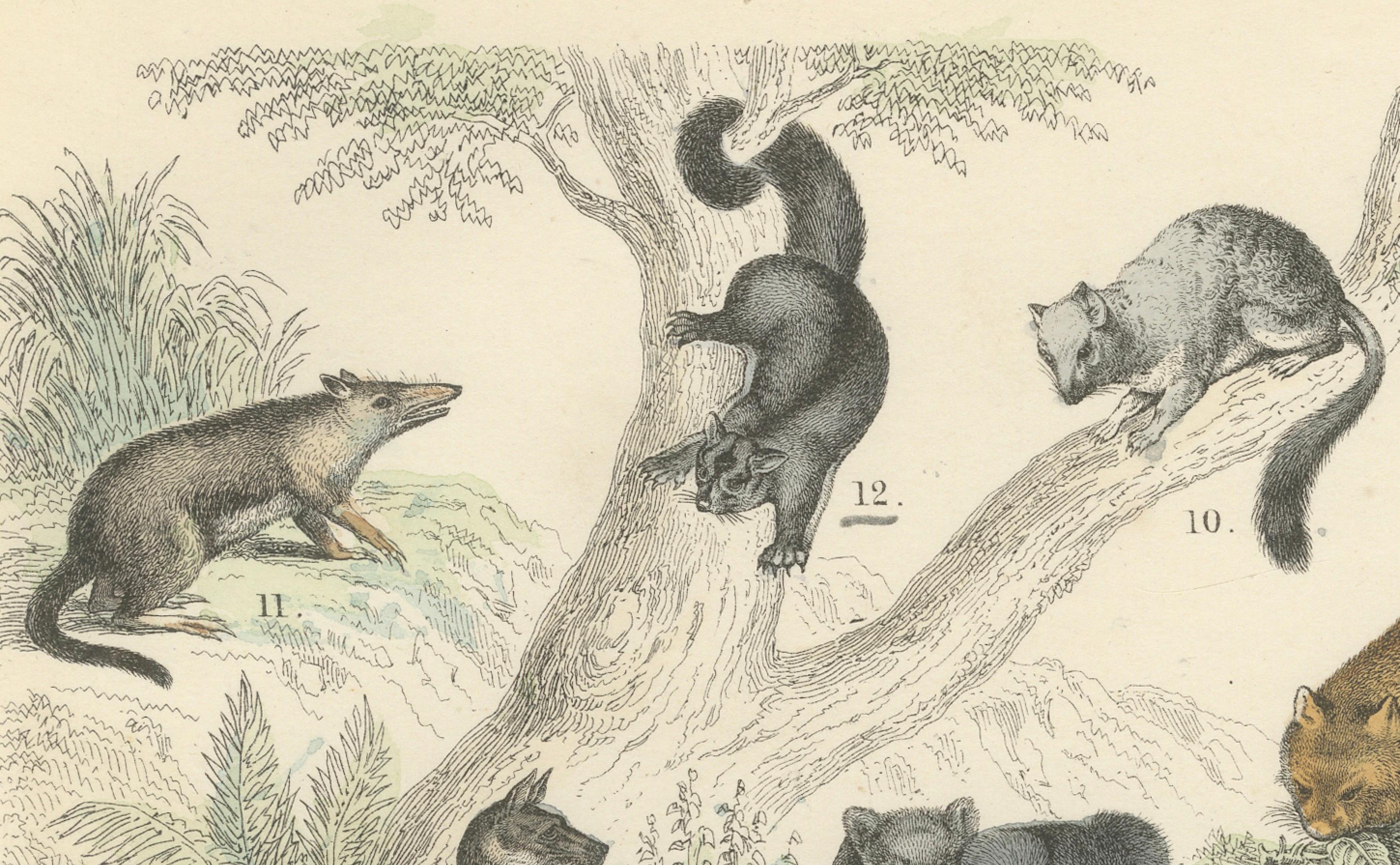 Großkatzen & Beuteltiere Druck: Löwe, Tiger, Känguru - Antike 1867 im Angebot 1