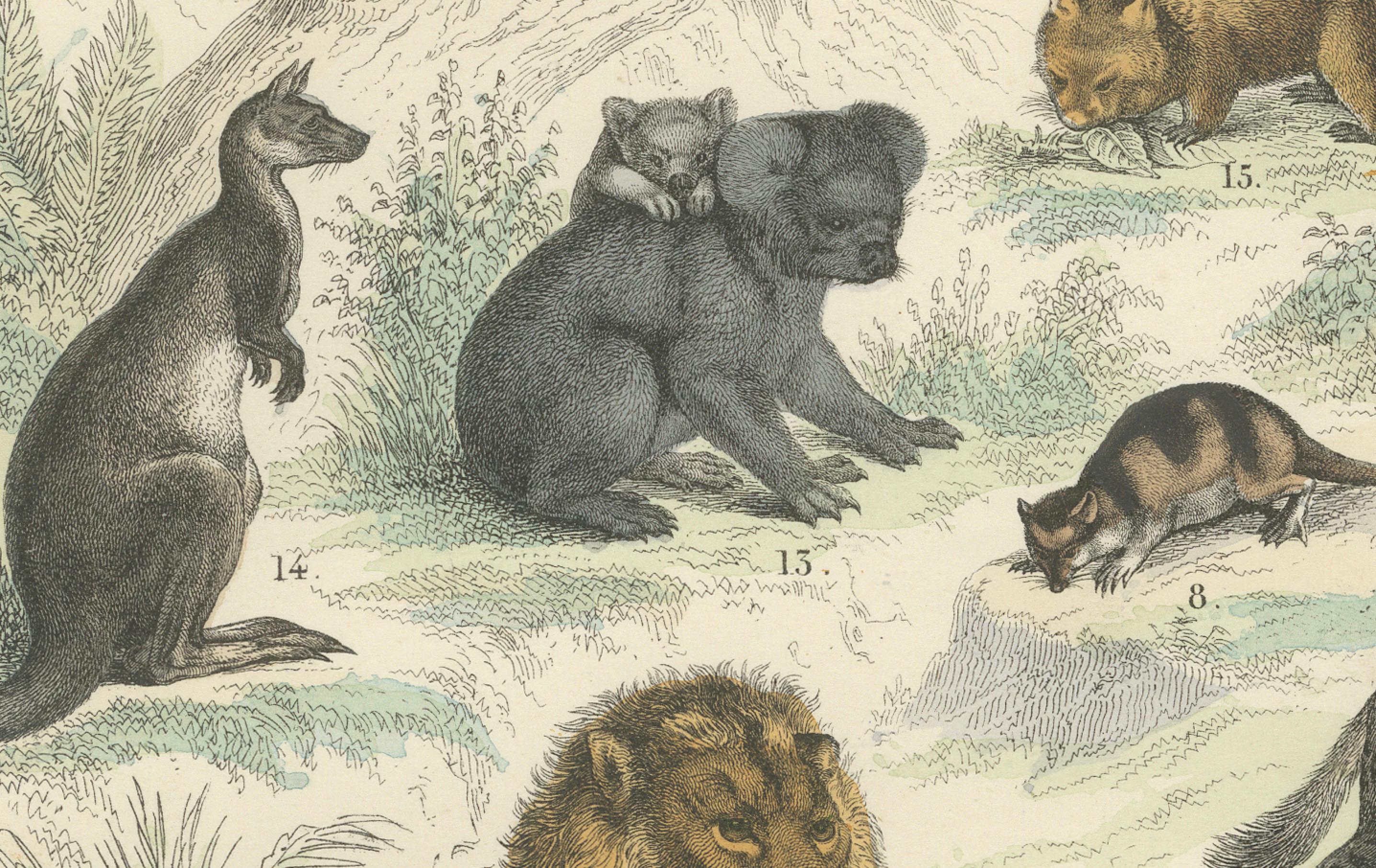 Großkatzen & Beuteltiere Druck: Löwe, Tiger, Känguru - Antike 1867 im Angebot 2