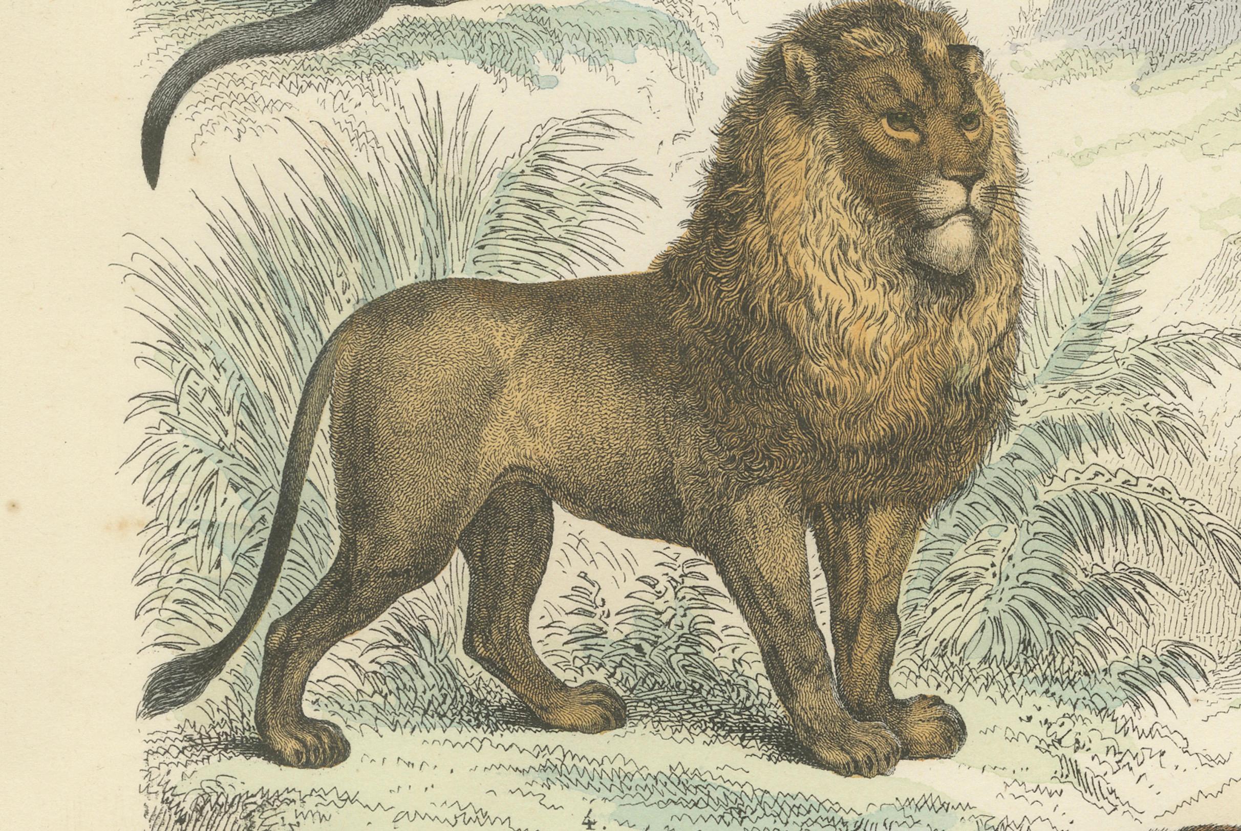 Großkatzen & Beuteltiere Druck: Löwe, Tiger, Känguru - Antike 1867 im Angebot 3