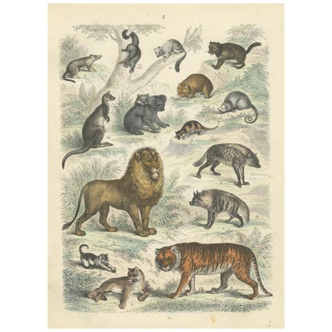 Big Cats & Marsupials Print: Lion, Tiger, Kangaroo – Antique 1867