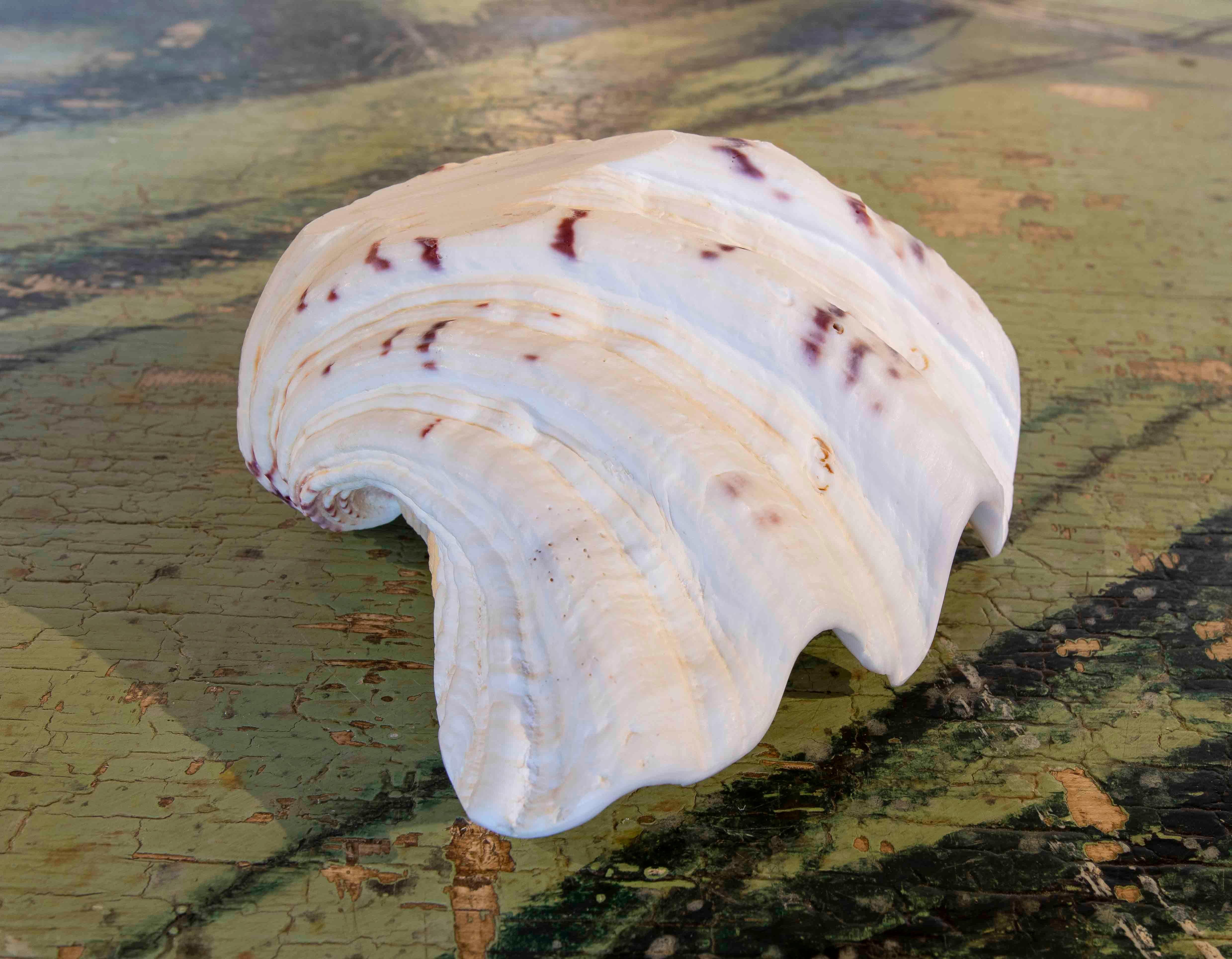 Big Clam Shell Natural Specimen For Sale 4
