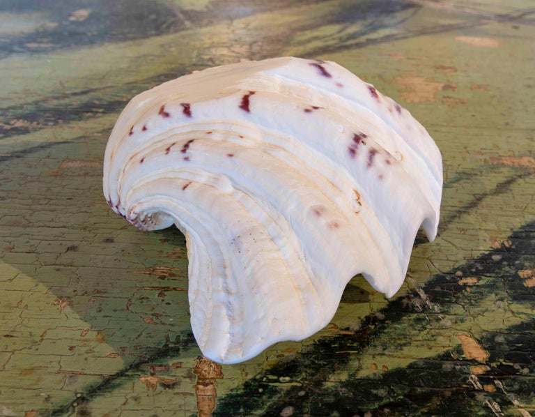 Big Clam Shell Natural Specimen For Sale at 1stDibs
