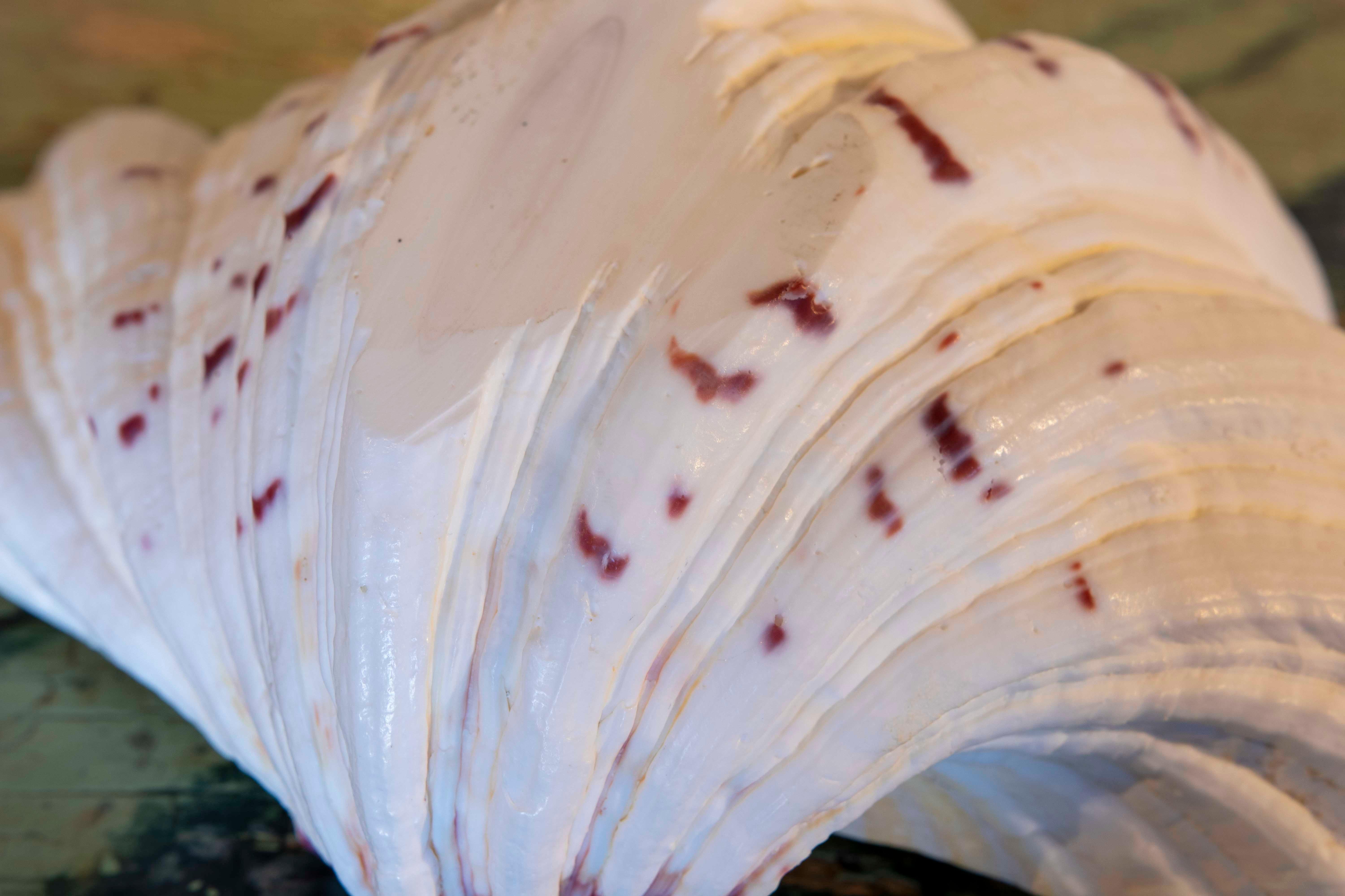 Big Clam Shell Natural Specimen For Sale 6