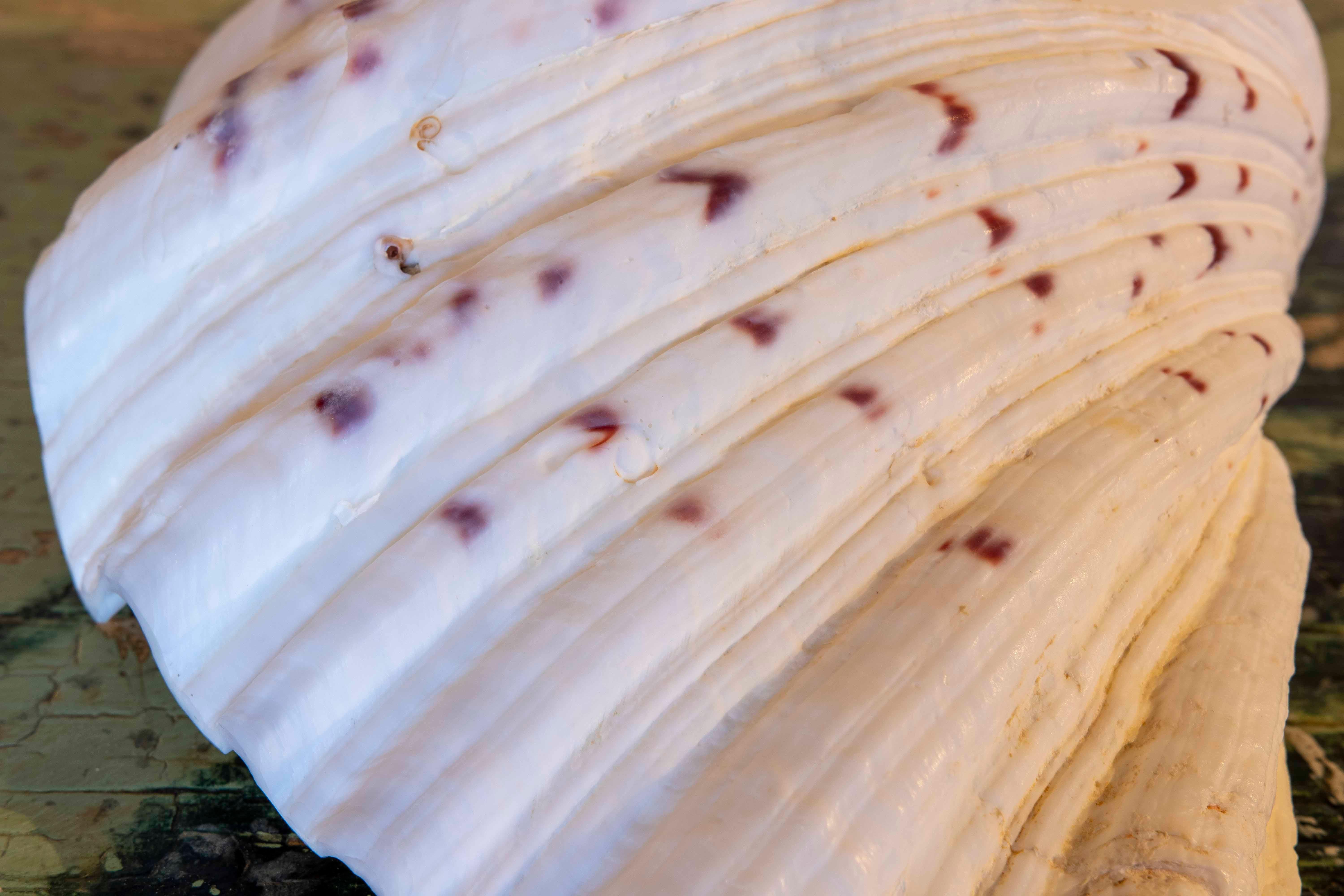 Big Clam Shell Natural Specimen For Sale 8