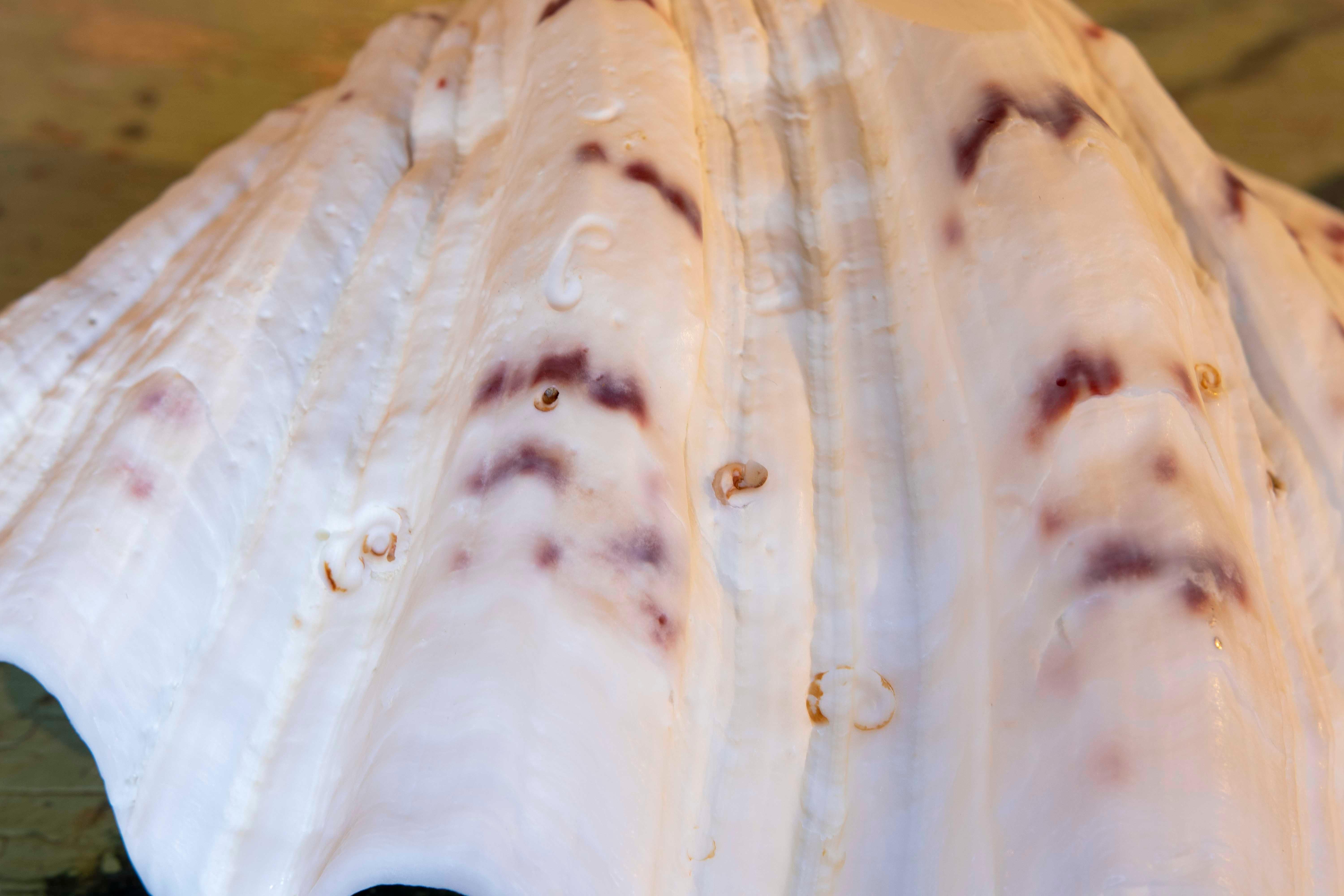 Big Clam Shell Natural Specimen For Sale 9