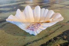 Big Clam Shell Natural Specimen
