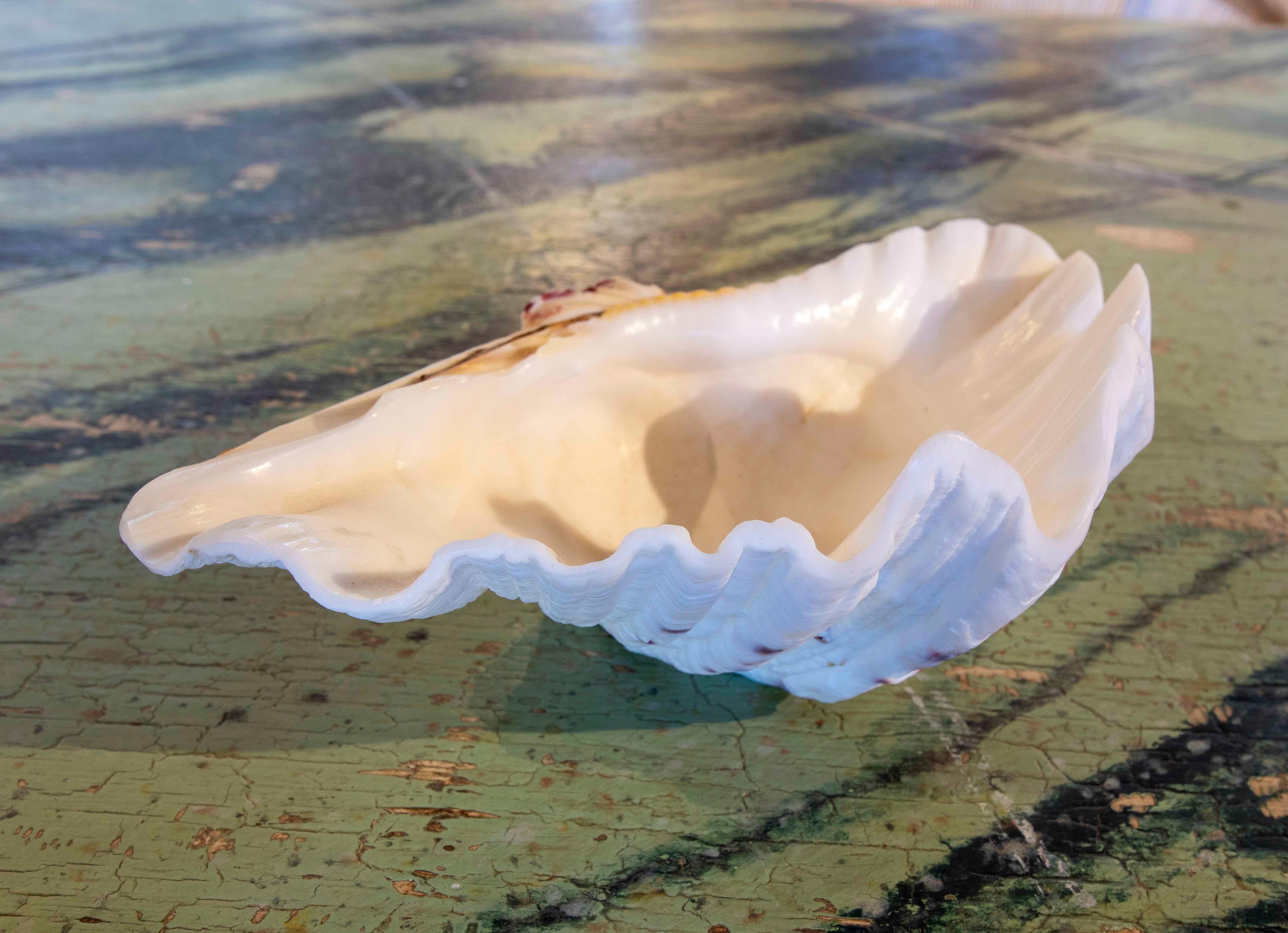 European Big Clam Shell Natural Specimen For Sale