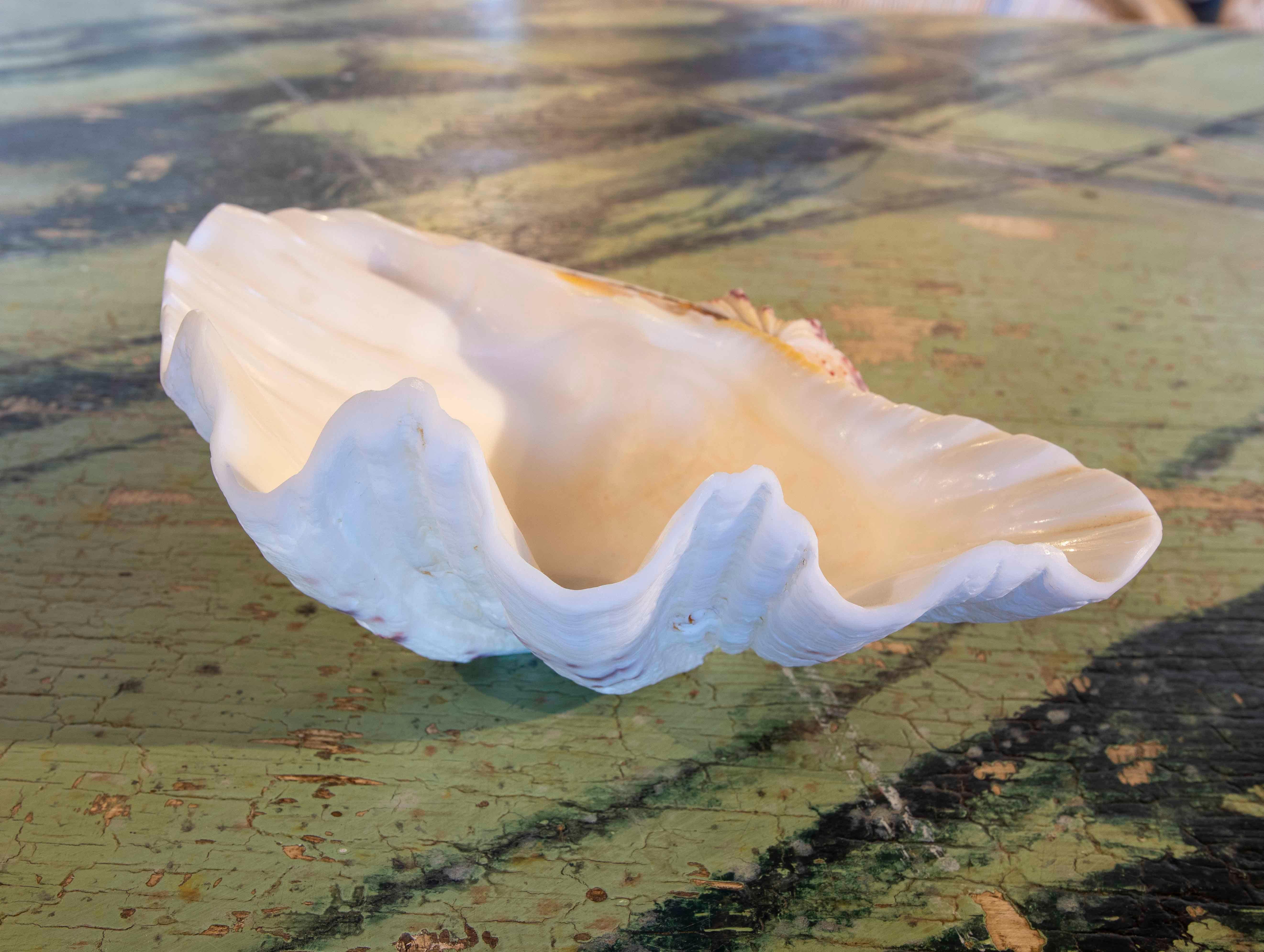 Big Clam Shell Natural Specimen In Good Condition For Sale In Marbella, ES