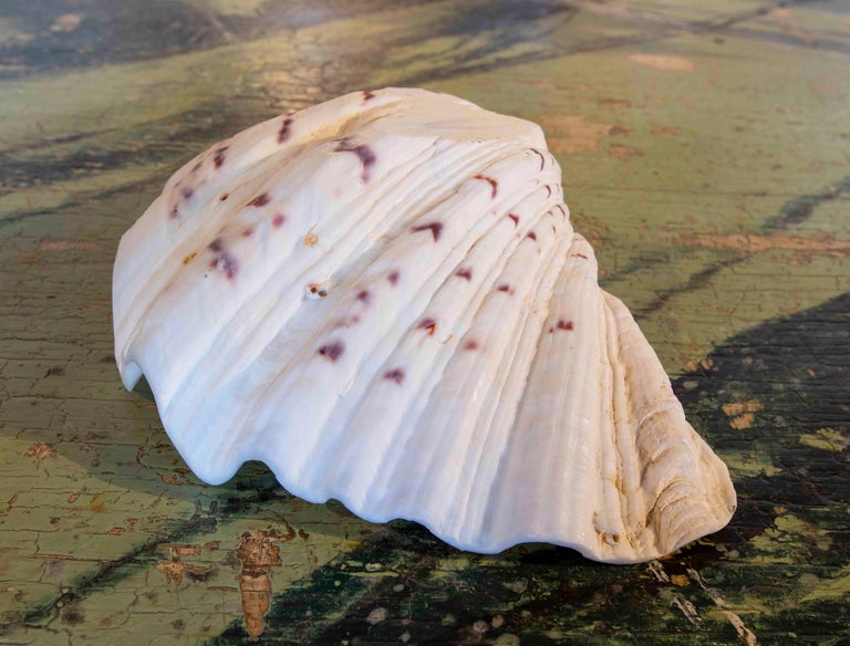 Big Clam Shell Natural Specimen For Sale at 1stDibs