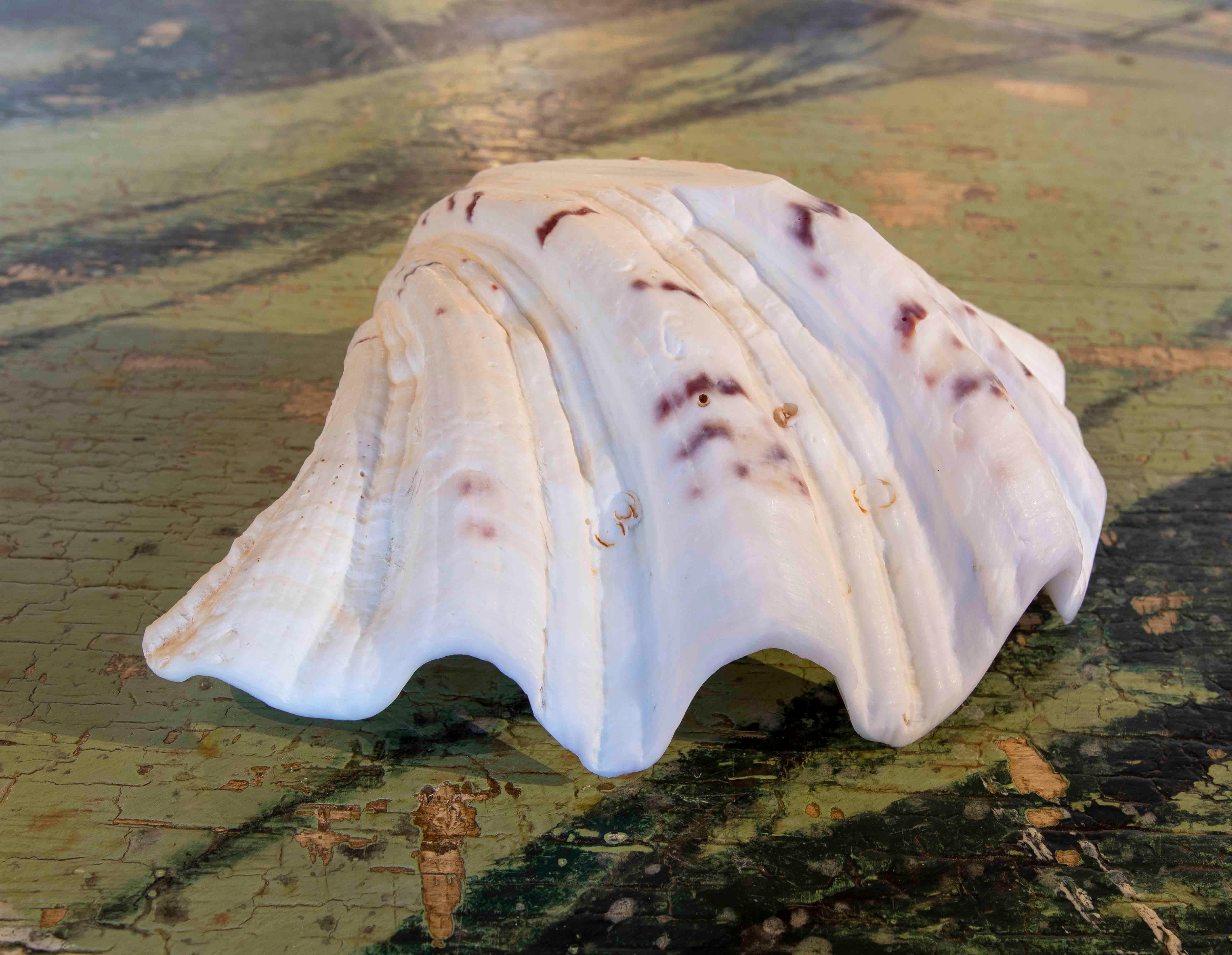 Big Clam Shell Natural Specimen For Sale 3