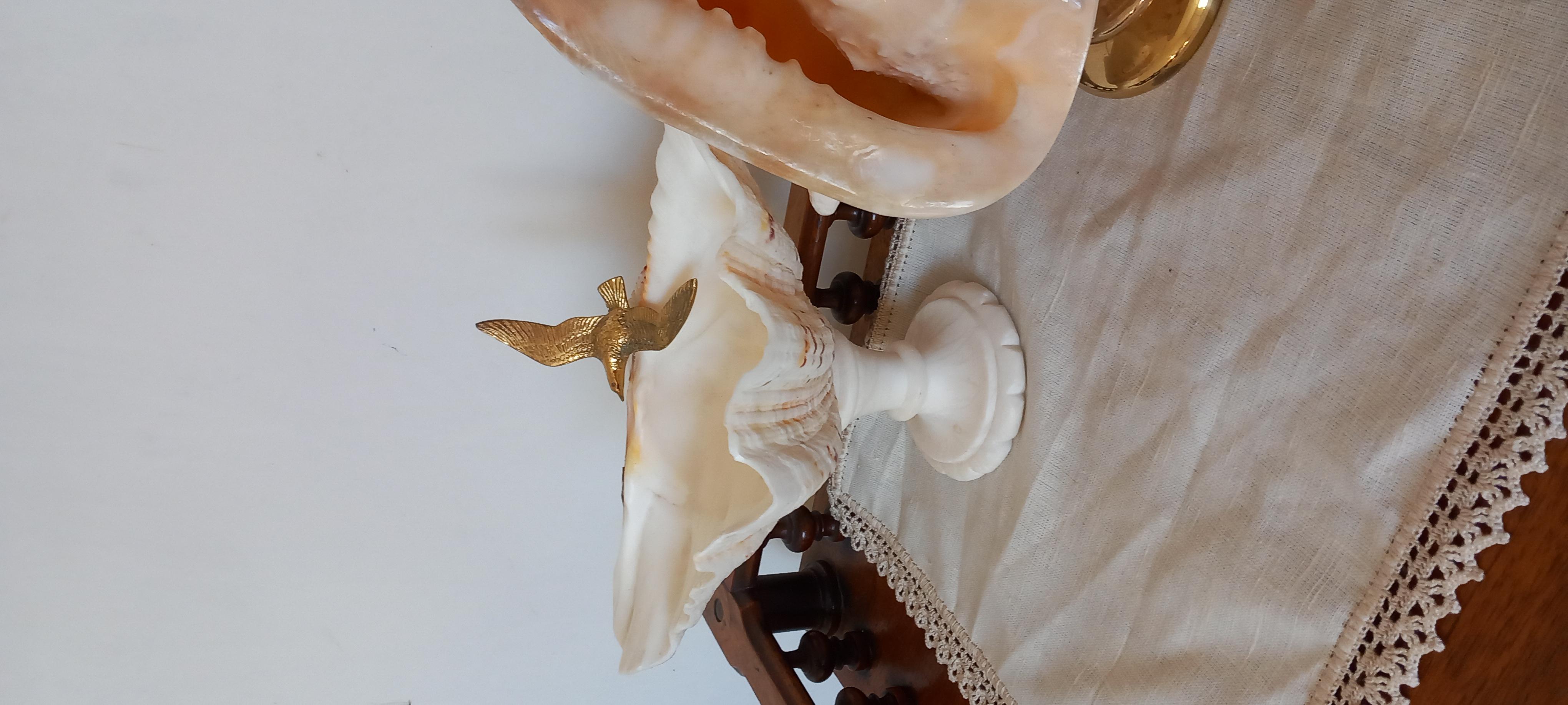 Spécimen naturel de coquillage « Big Clam »  Avec The Pedestal en laiton. Lumineux en vente 5