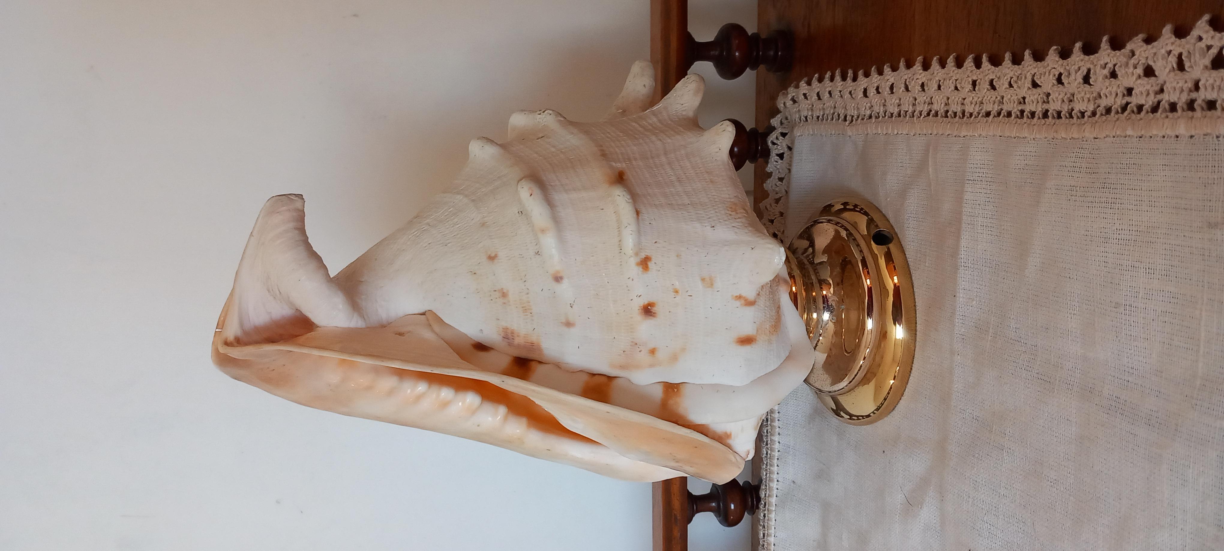 Spécimen naturel de coquillage « Big Clam »  Avec The Pedestal en laiton. Lumineux en vente 9