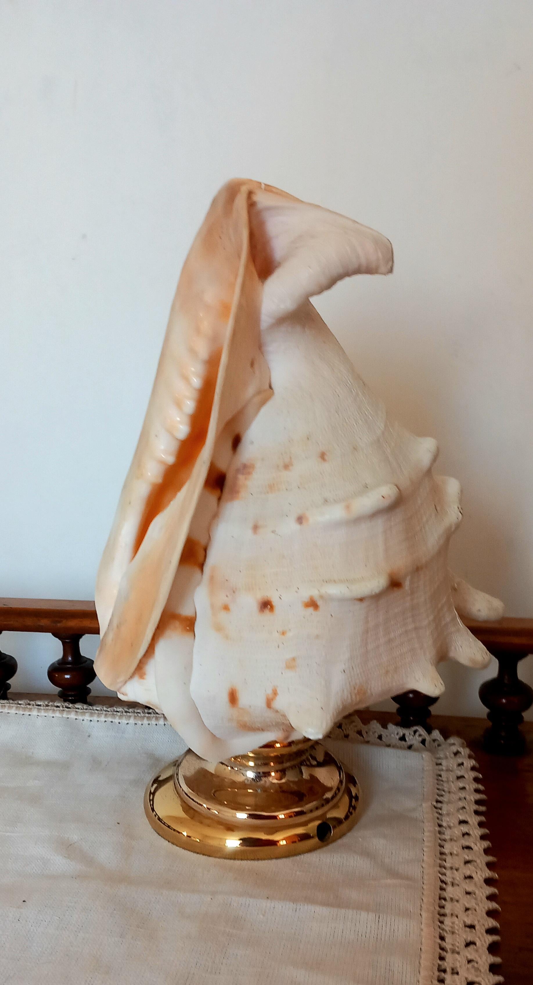 Spécimen naturel de coquillage « Big Clam »  Avec The Pedestal en laiton. Lumineux en vente 10