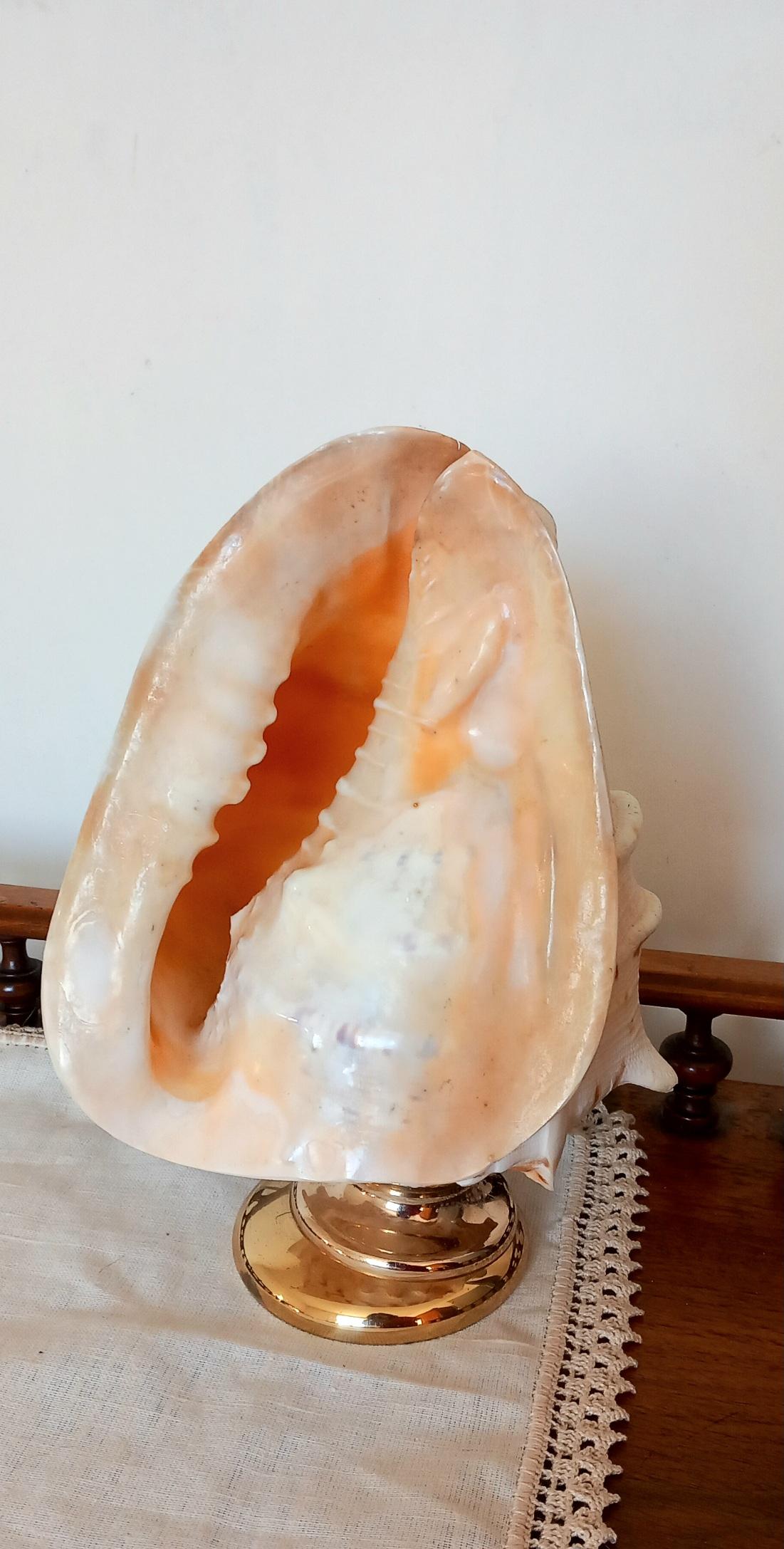 Big Clam Shell Natural Specimen  With Brass Pedestal. Iluminated For Sale 12