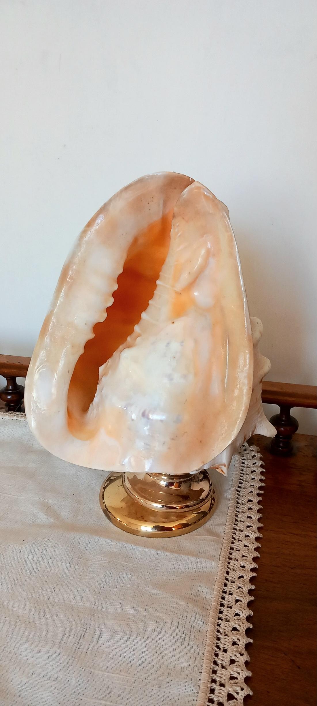 Big Clam Shell Natural Specimen  With Brass Pedestal. Iluminated For Sale 13