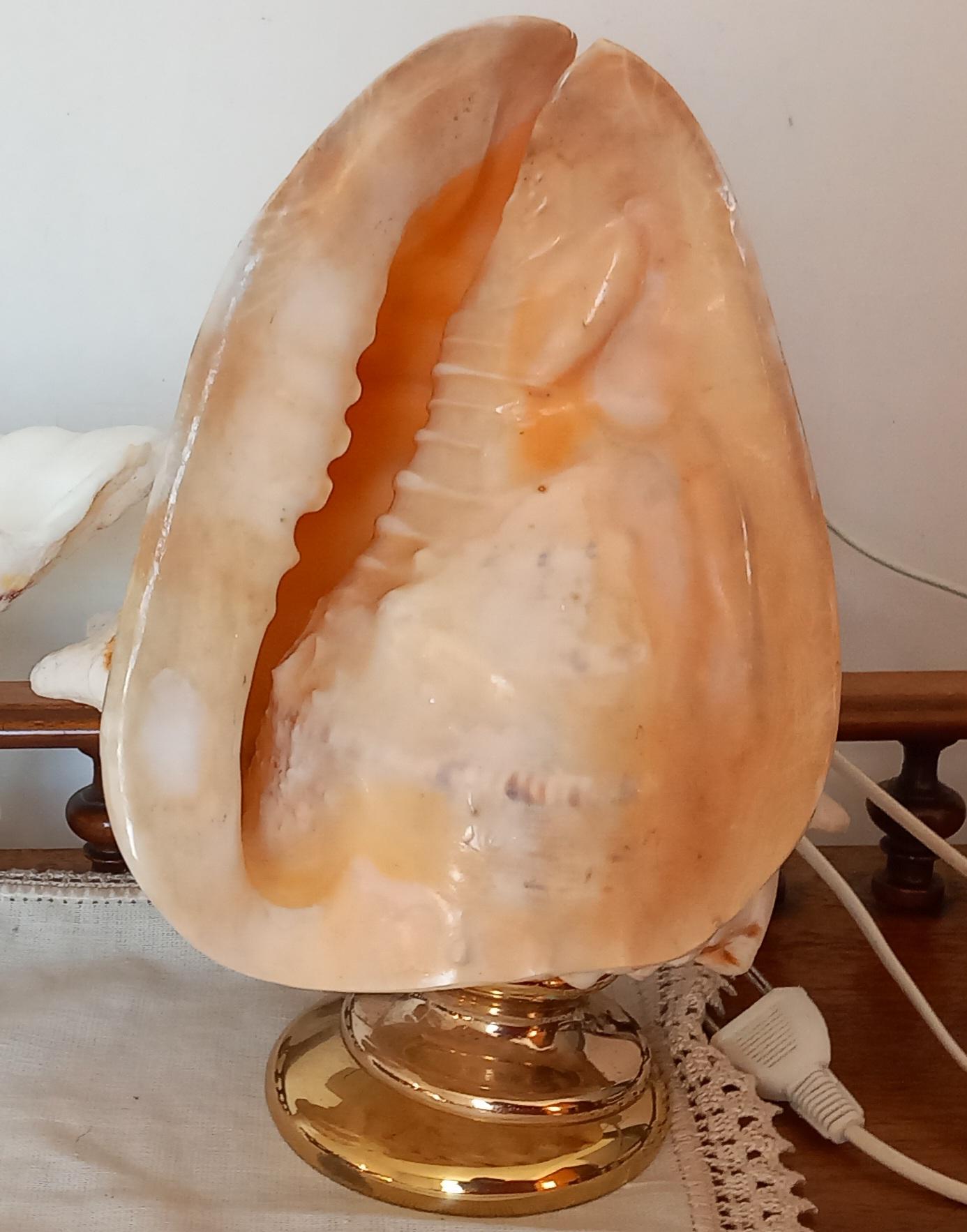Beautiful and elegant shell on brass pedestal
It has interior lighting that can be canceled by cutting the cable and leaving it as a simple decorative shell.
Its condition is excellent, both the shell and the pedestal.
It is very decorative. Ideal
