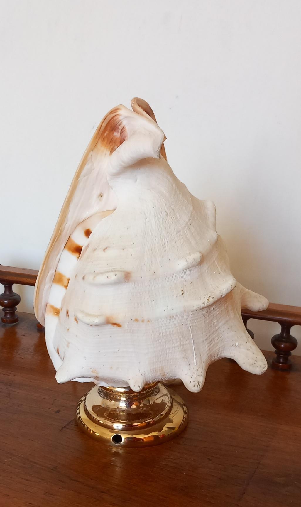 Other Big Clam Shell Natural Specimen  With Brass Pedestal. Iluminated For Sale