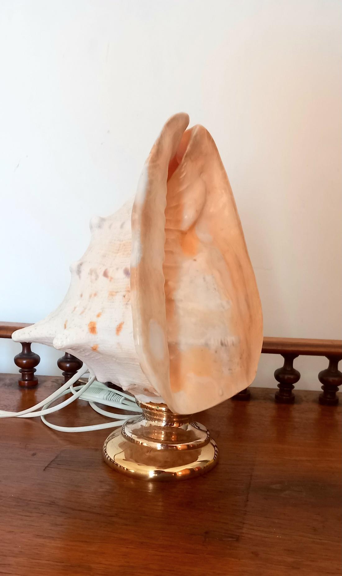 Italian Big Clam Shell Natural Specimen  With Brass Pedestal. Iluminated For Sale