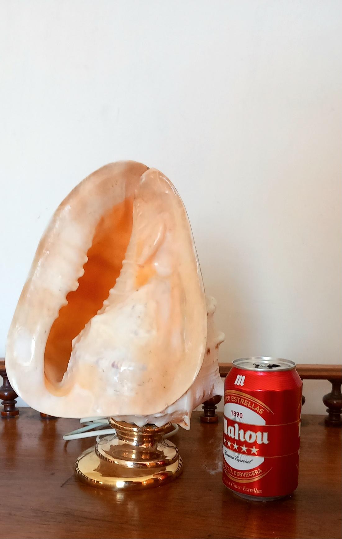 Big Clam Shell Natural Specimen  With Brass Pedestal. Iluminated In Excellent Condition For Sale In Mombuey, Zamora