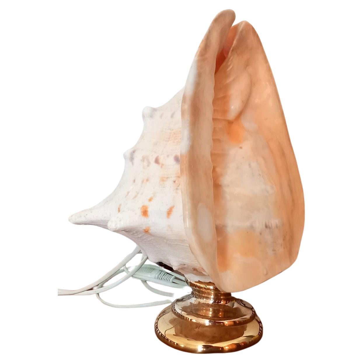 Big Clam Shell Natural Specimen  With Brass Pedestal. Iluminated For Sale