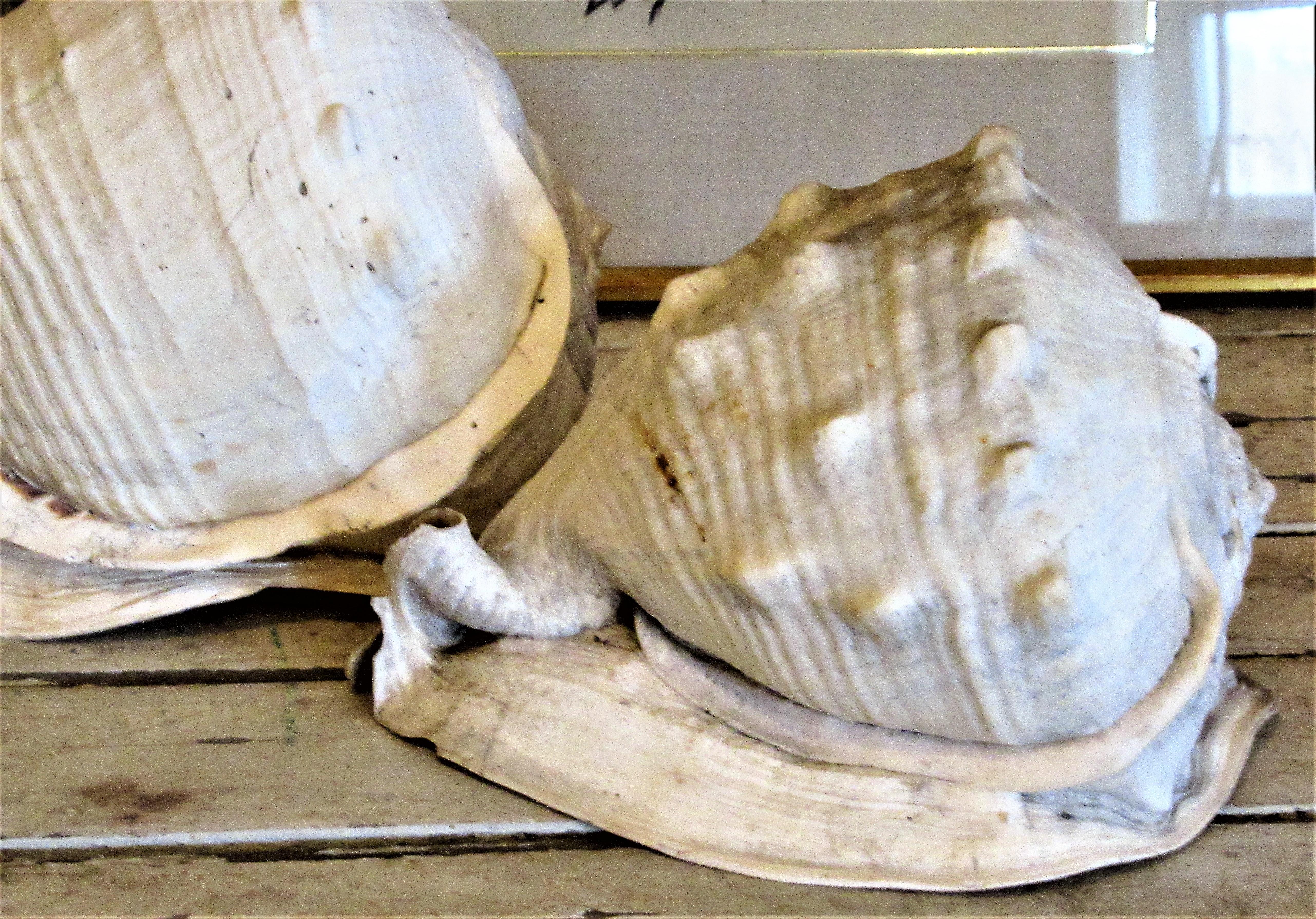  Old Queen Helmet Conch Shell Specimens 2