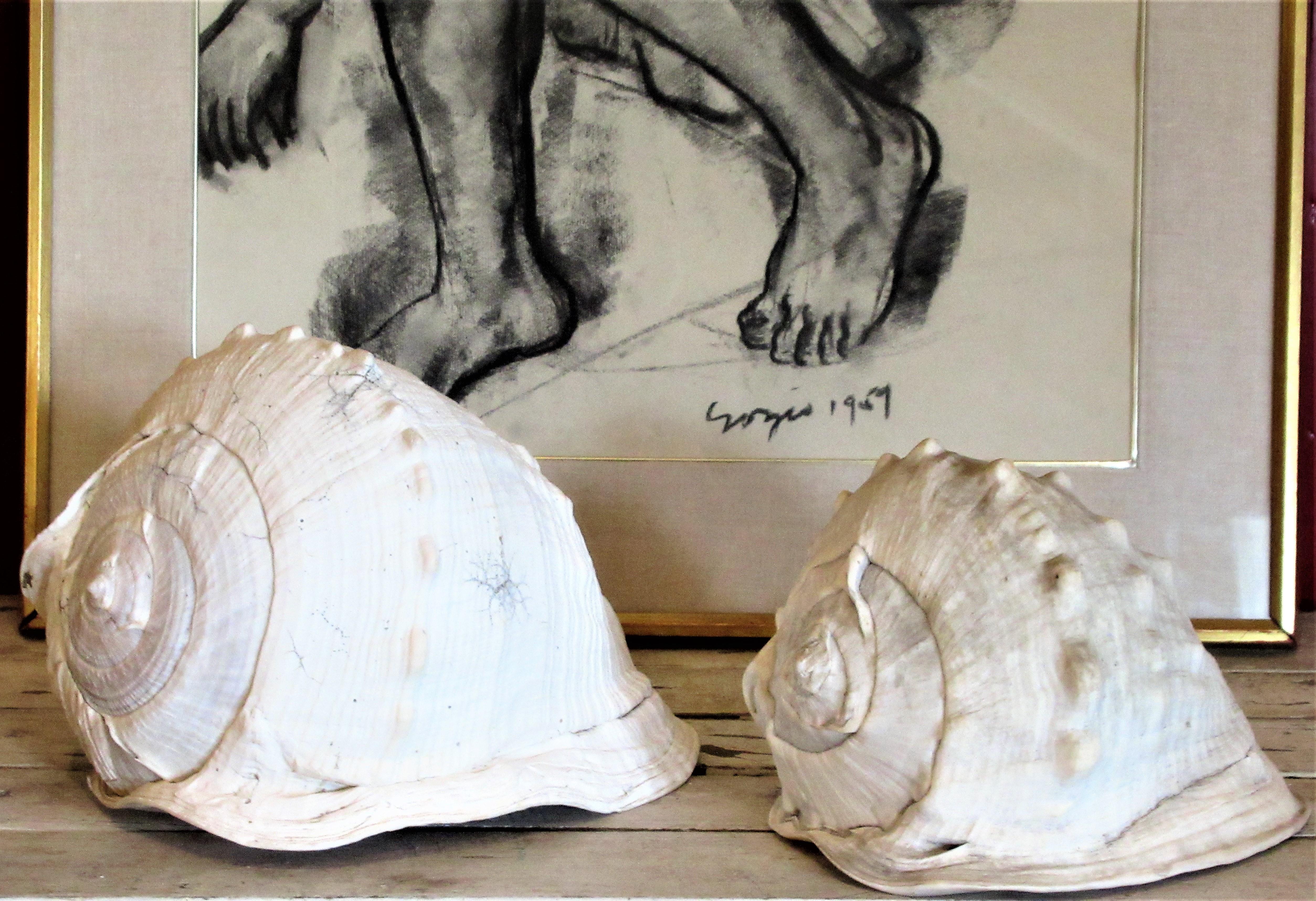  Old Queen Helmet Conch Shell Specimens 3