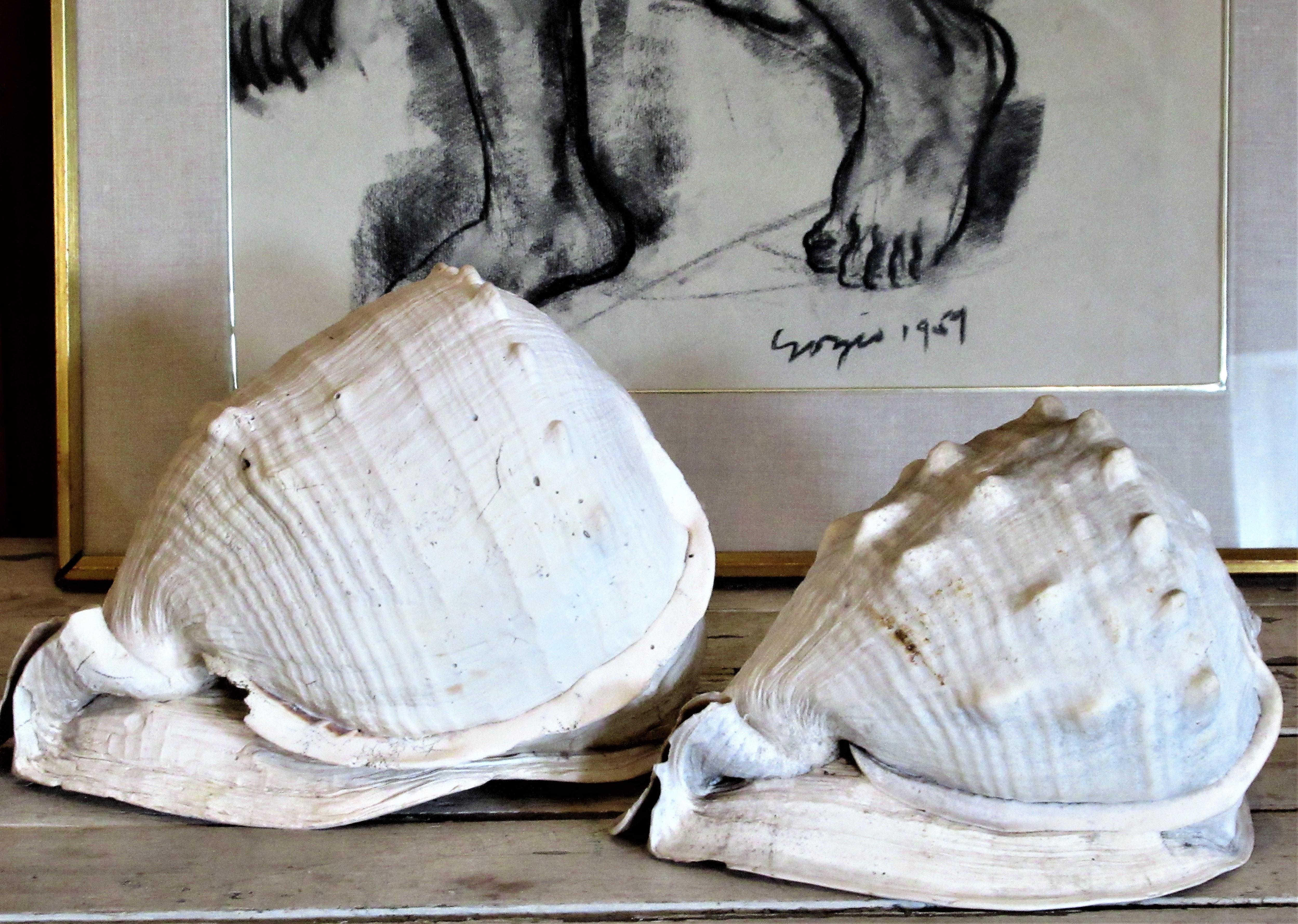  Old Queen Helmet Conch Shell Specimens 4