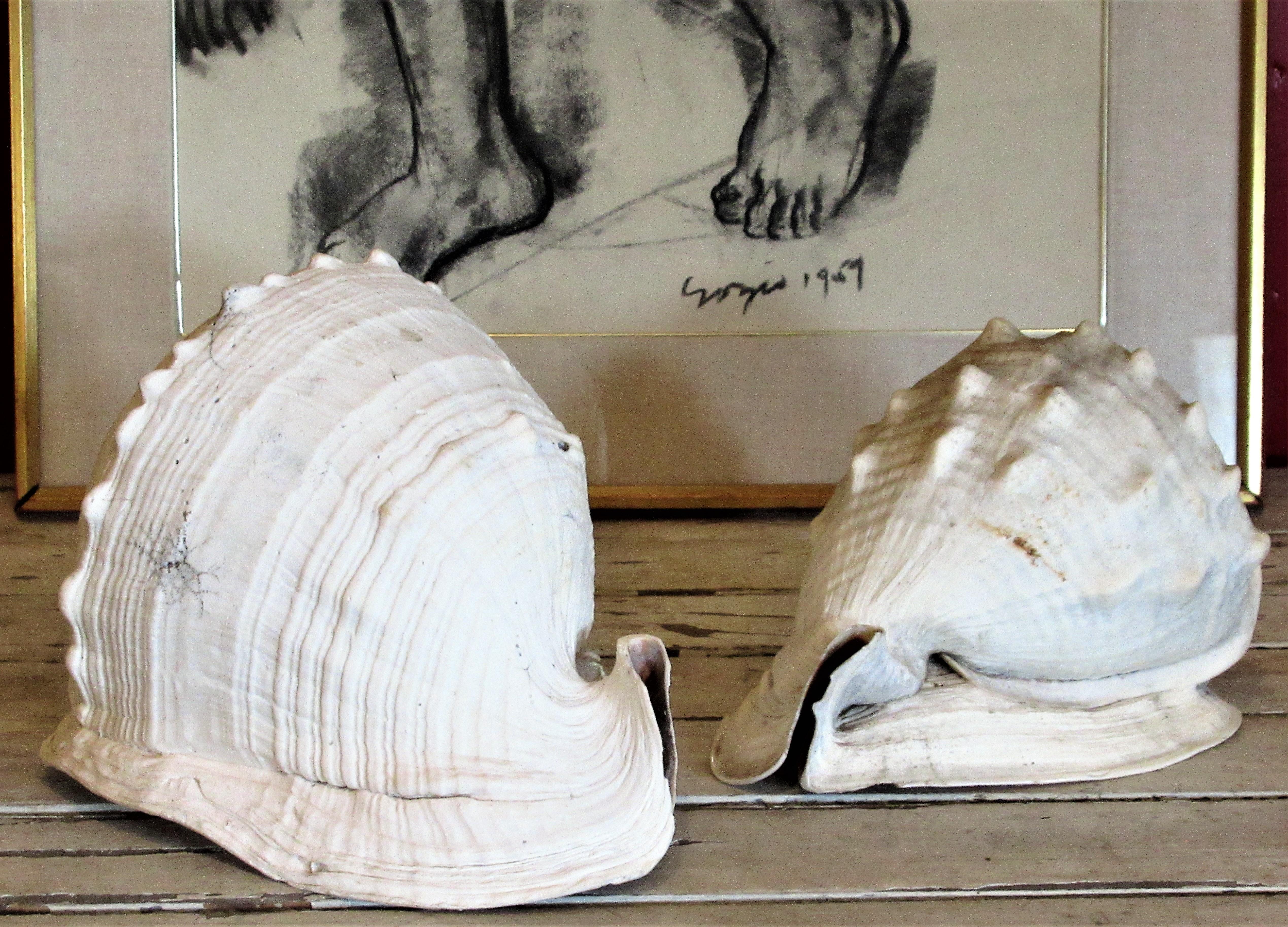  Old Queen Helmet Conch Shell Specimens 5