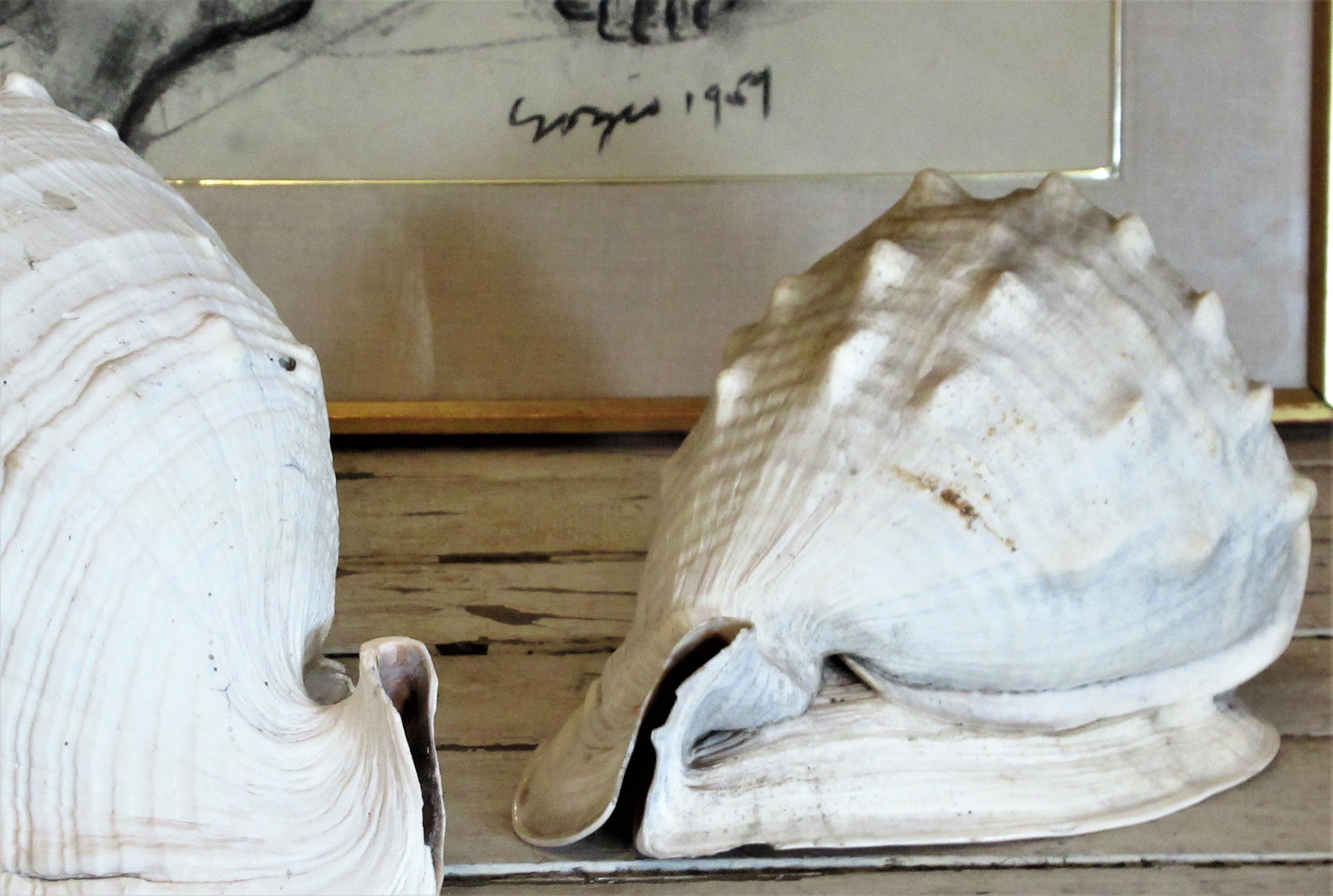  Old Queen Helmet Conch Shell Specimens 6