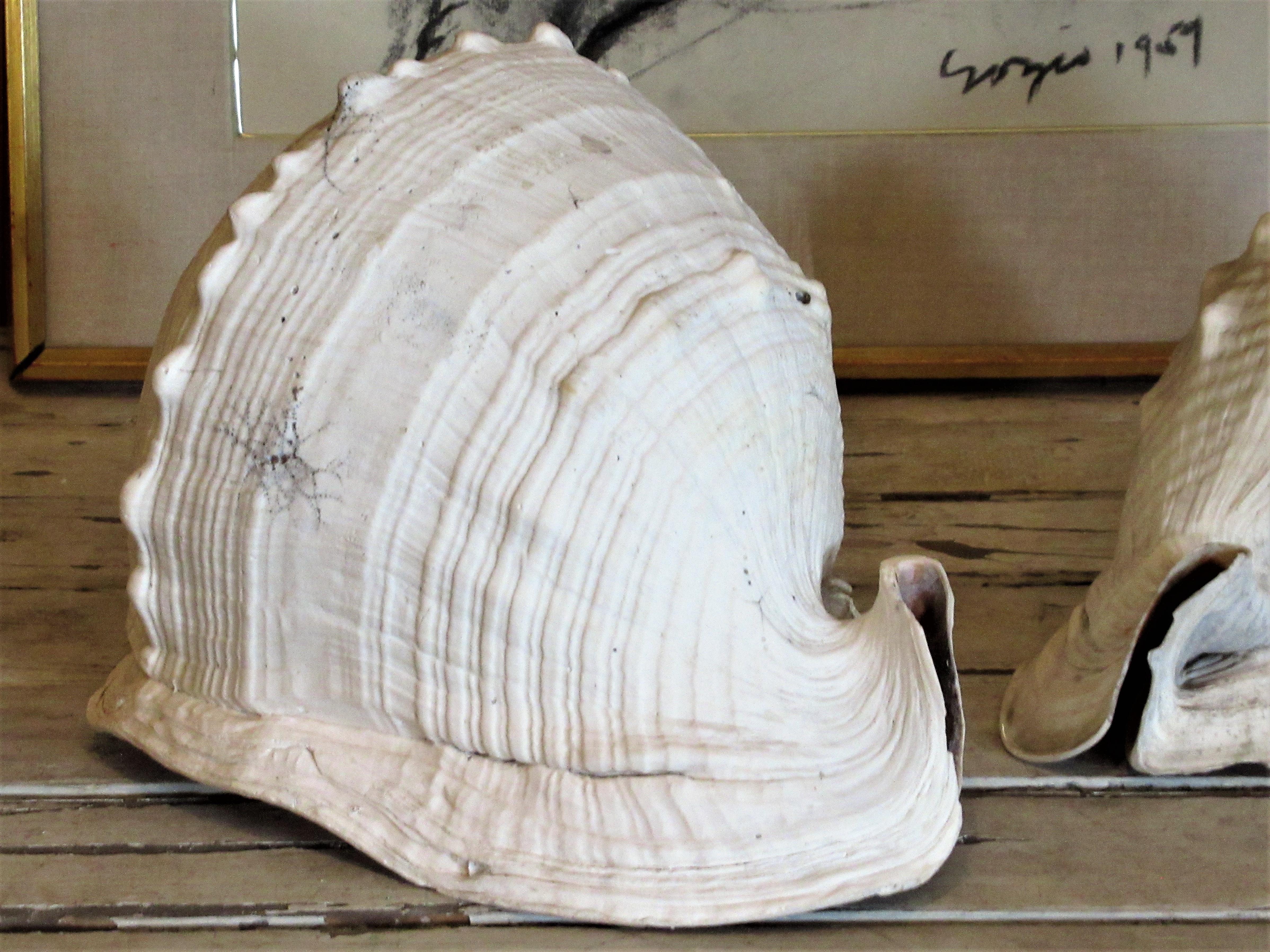  Old Queen Helmet Conch Shell Specimens 7