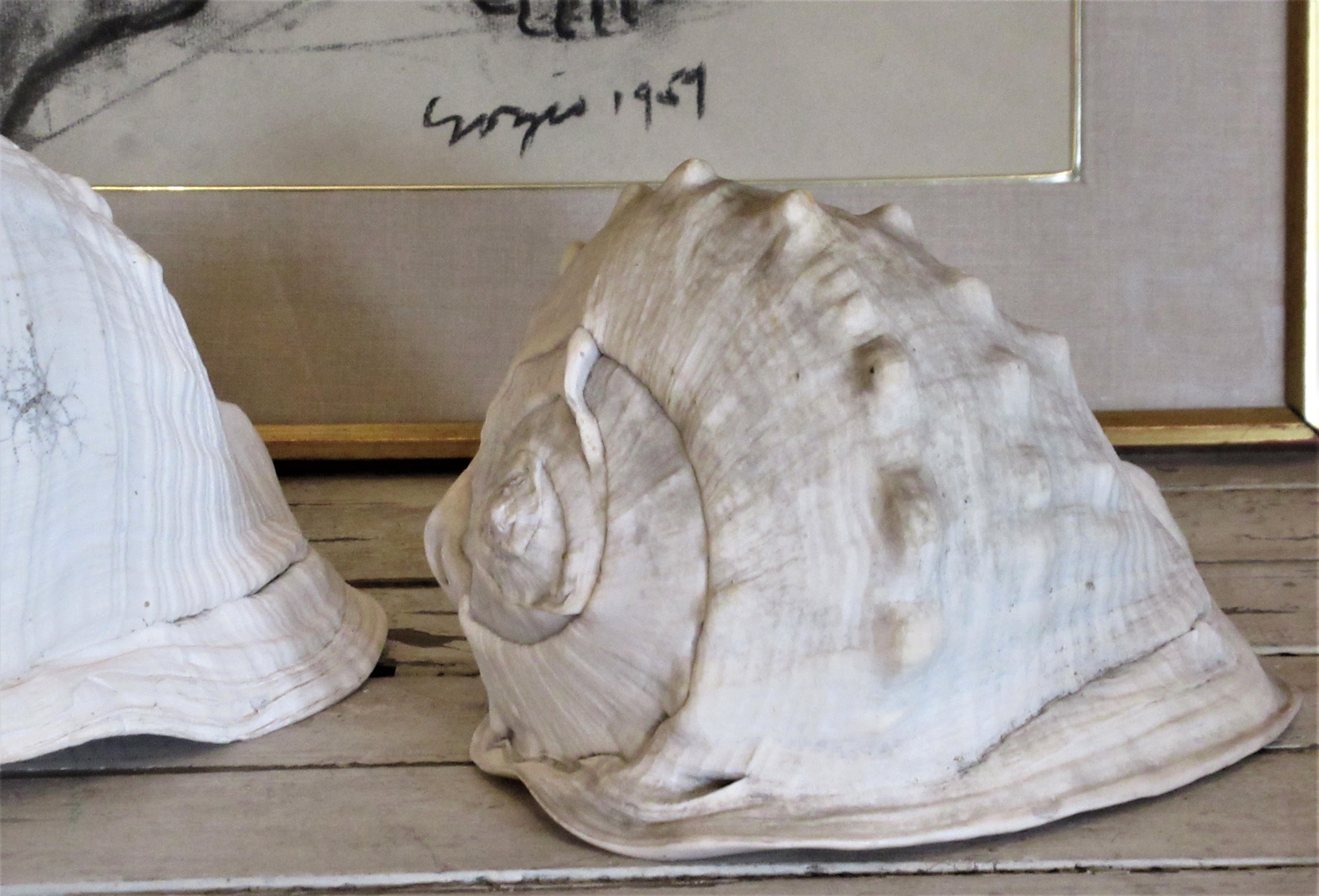  Old Queen Helmet Conch Shell Specimens 8