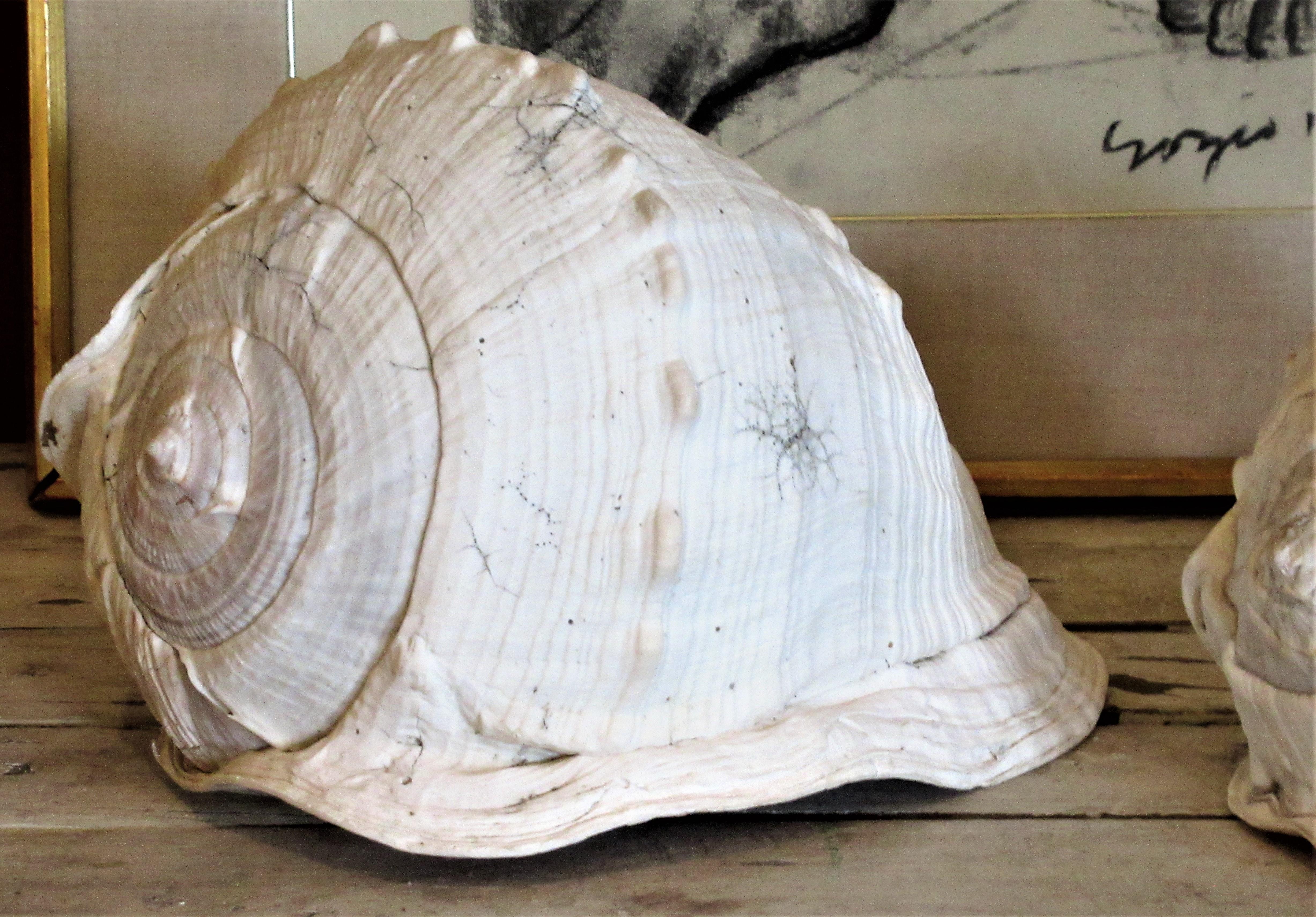 Old Queen Helmet Conch Shell Specimens 9